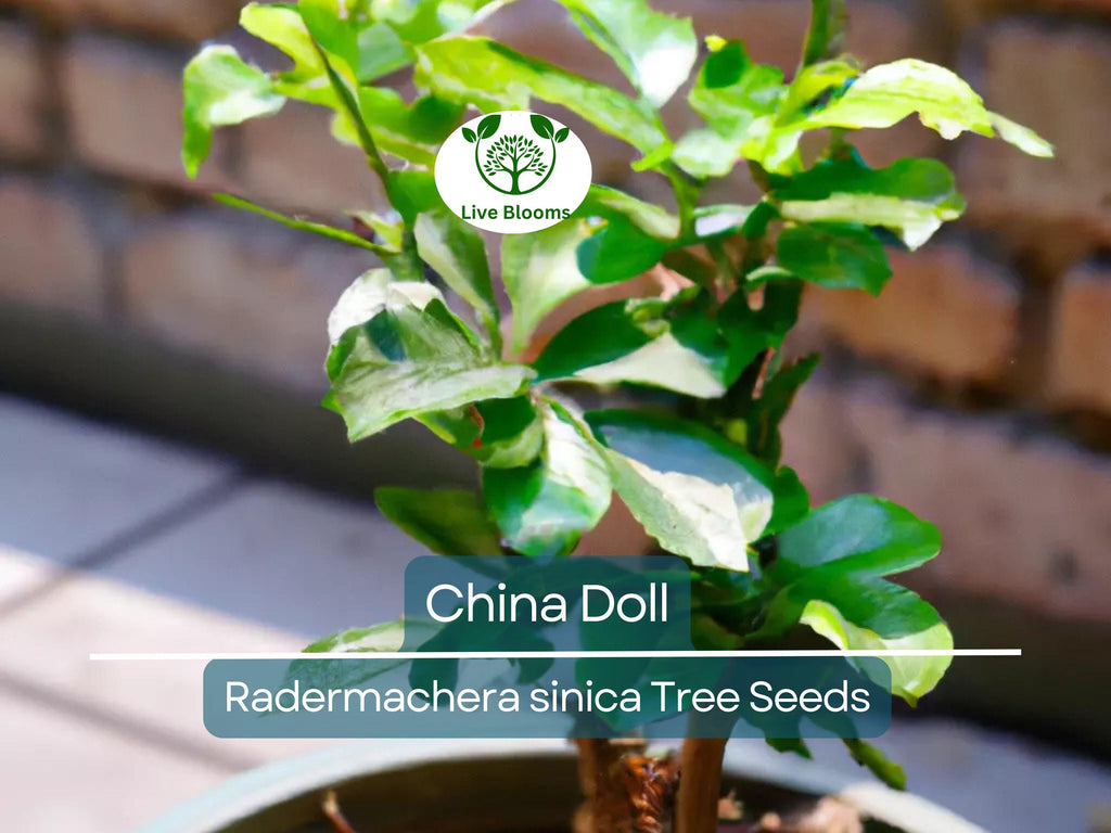 15 Radermachera sinica Seeds | China Doll Tree, Exotic Indoor Bonsai Plant, Non-GMO, Indoor Potted, Unique Decorative Houseplant