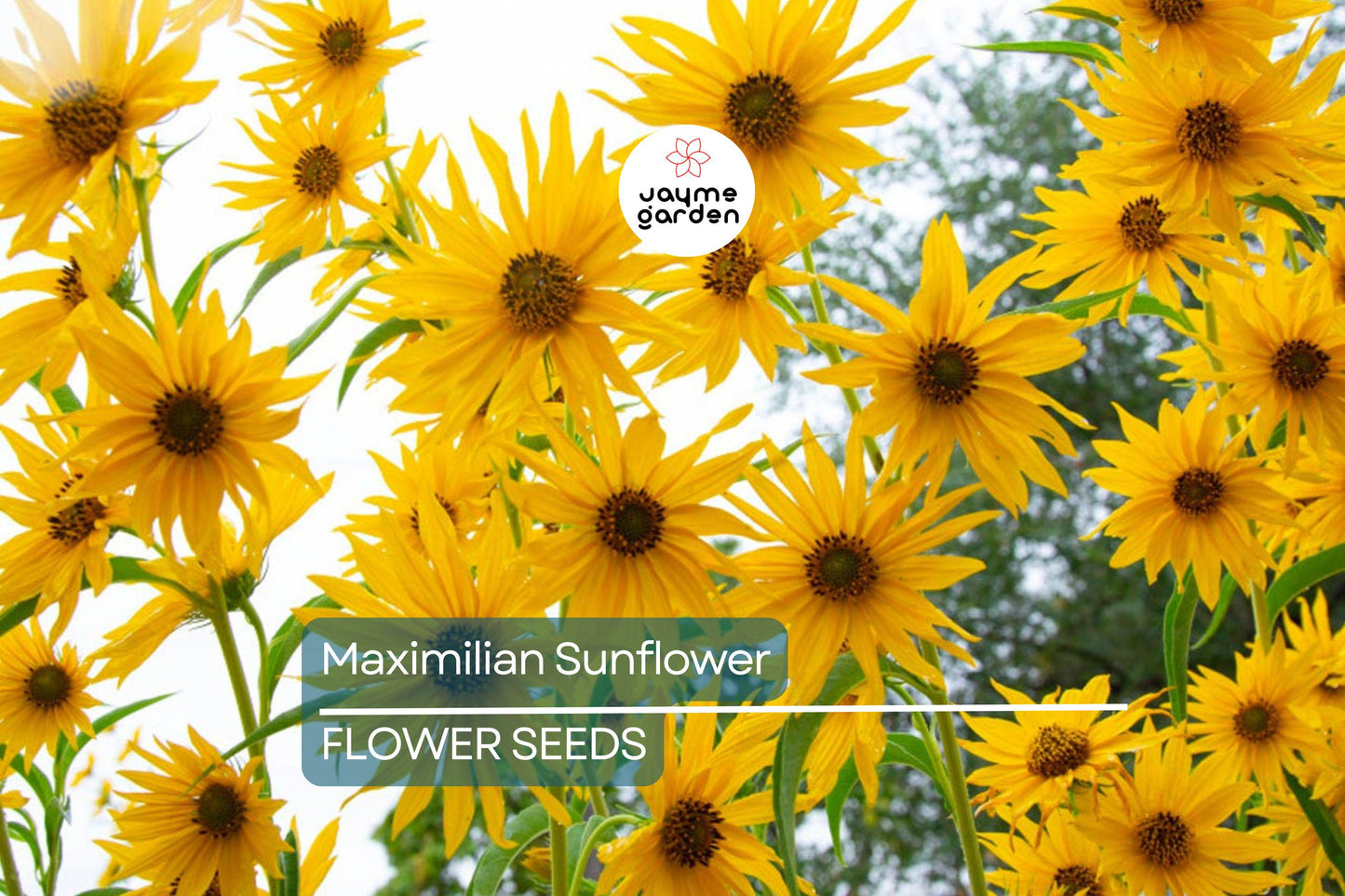 1,000 Maximilian Sunflower Seeds - Non-GMO, Free Shipping, Perennial, Yellow Blooms