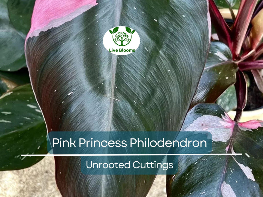 1 Pink Princess Philodendron Plant Unrooted Cutting, Rare Variegated, Philodendron "Pink Princess", Houseplant, Unique Pink & Green Foliage