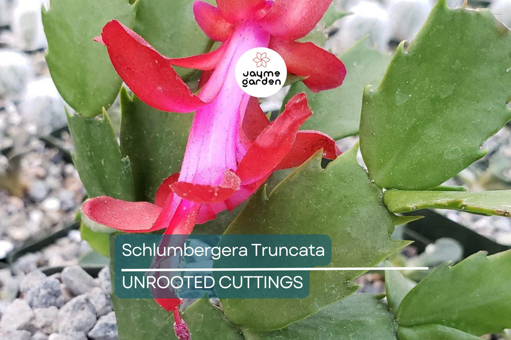 Christmas Cactus Cuttings (5pcs) – Schlumbergera Truncata Starter Plants