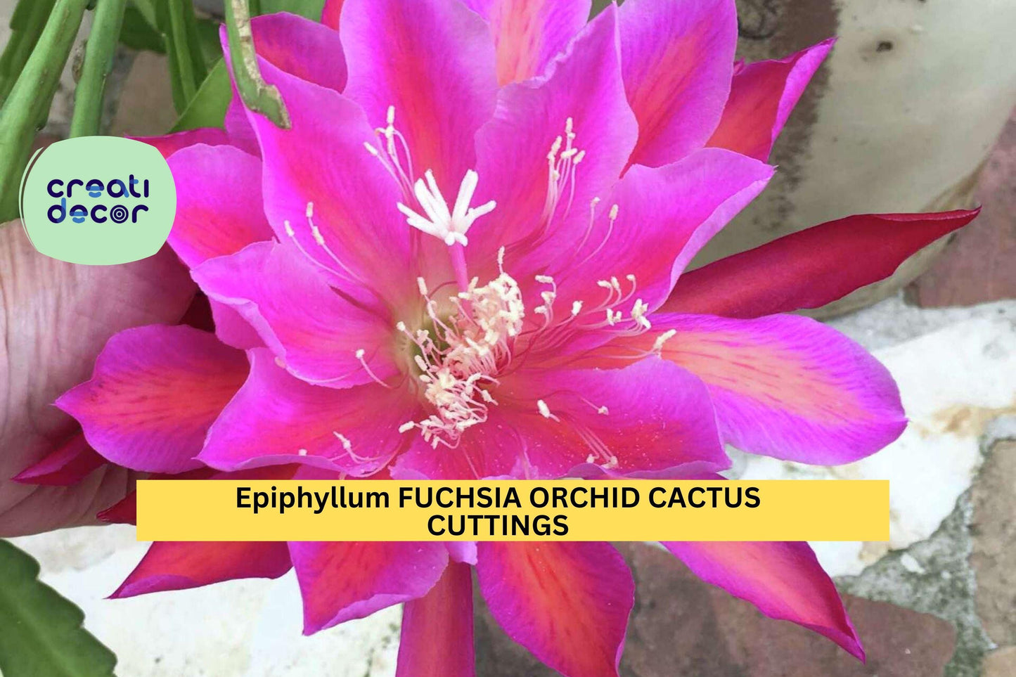 2 Rare Epiphyllum Fuchsia Orchid Cactus Cuttings – 5"–8" Segments for Planting, Stunning Exotic Blooms – USA