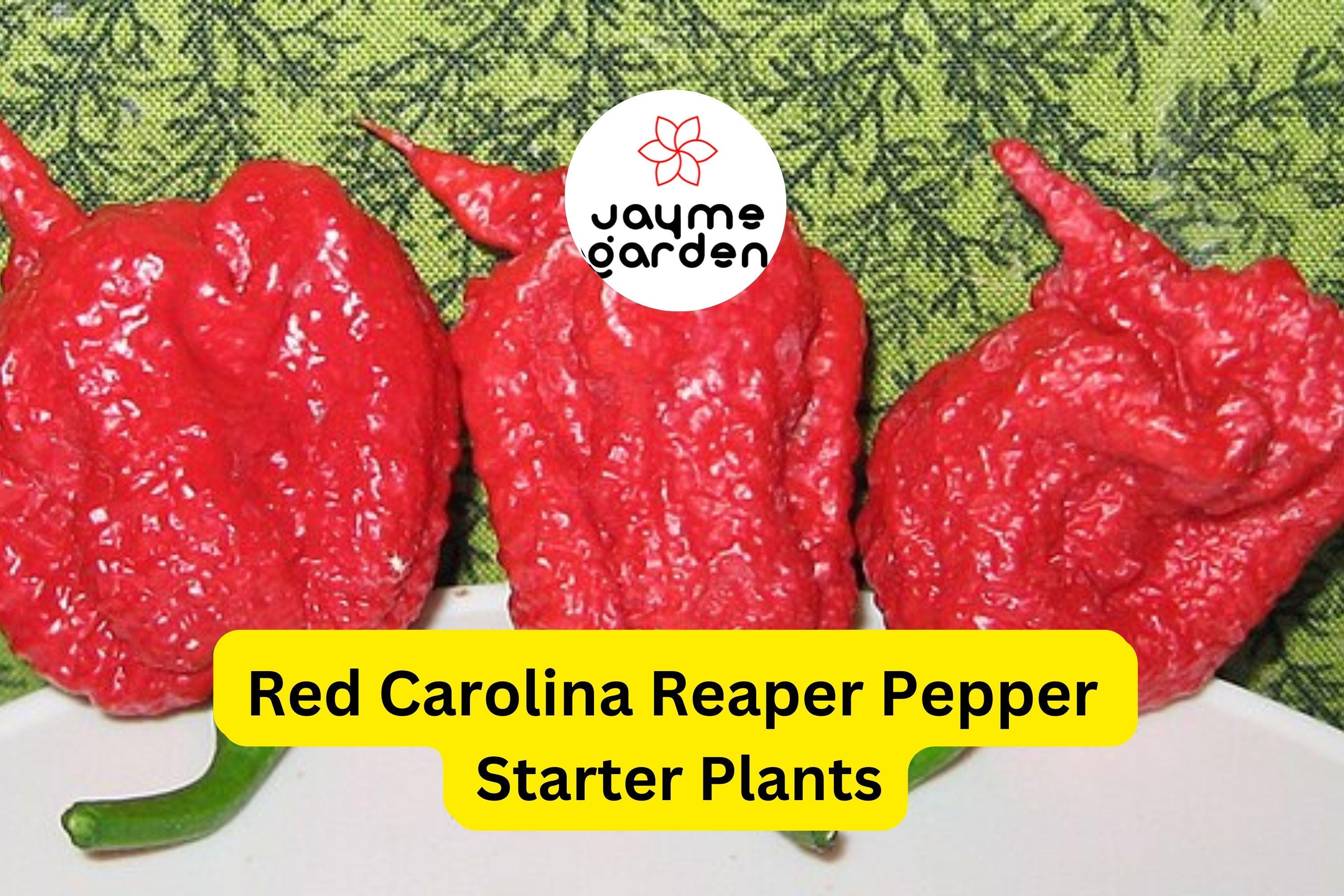 3 Red Carolina Reaper Starter Plants - Super Hot Chili - Extreme Heat for Spicy Recipes, Gardens & Container Growing