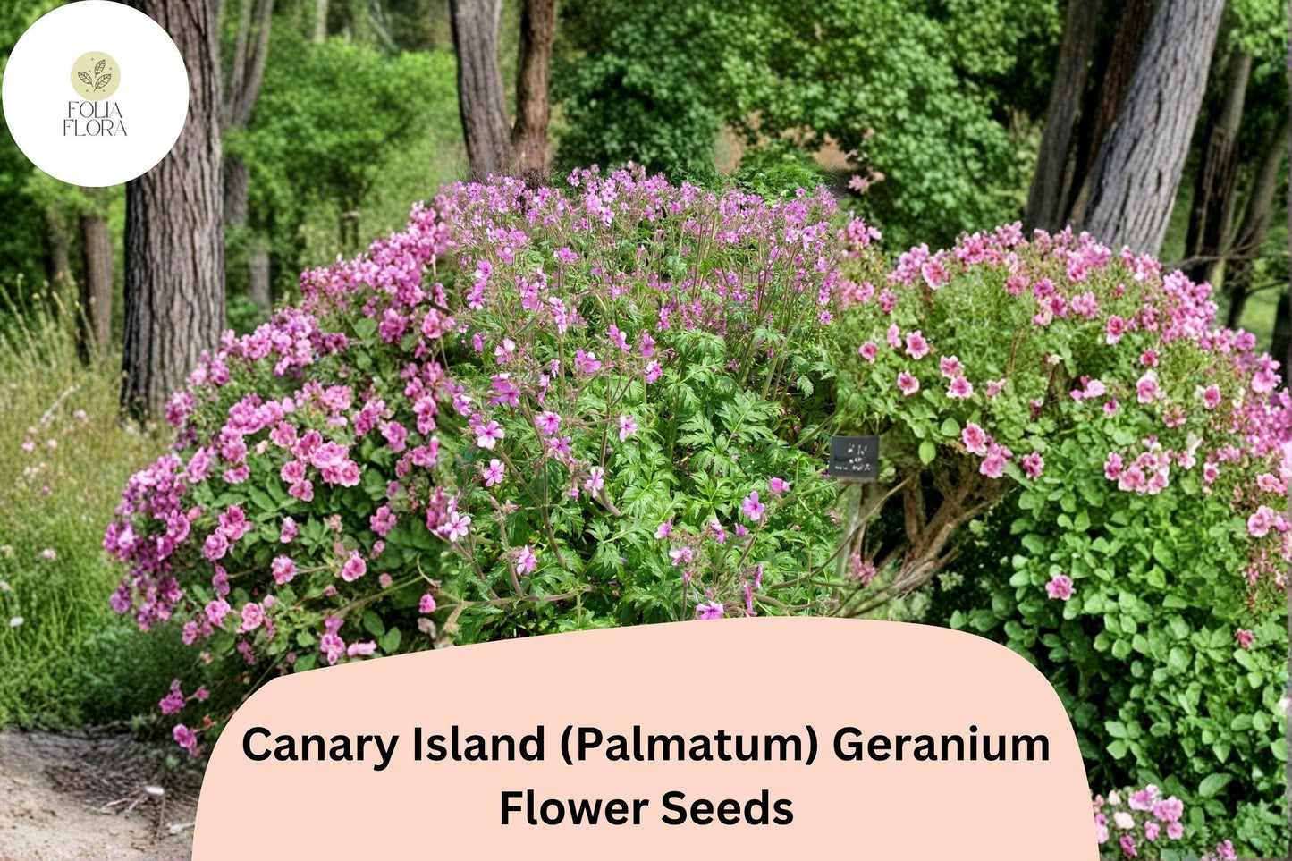 25+ Canary Island (Palmatum) Geranium Seeds | Exotic Pink Flowers | Hardy Perennial for Garden or Pots