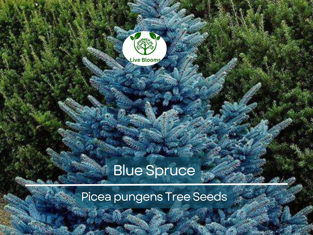50 Blue Spruce Seeds - Picea pungens Trees, Colorado Blue Spruce, Evergreen Trees for Yard, Garden, & Landscaping, Hardy Conifer