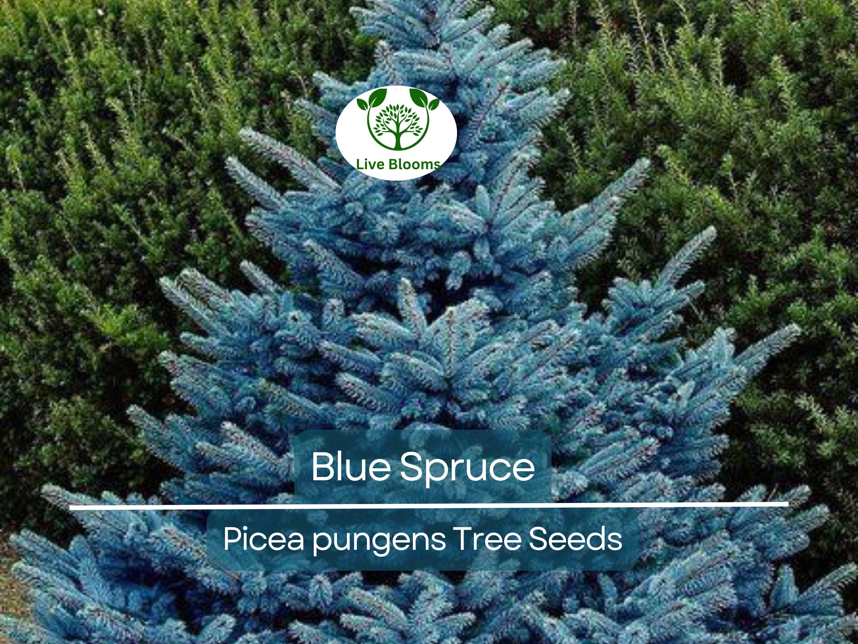 50 Blue Spruce Seeds - Picea pungens Trees, Colorado Blue Spruce, Evergreen Trees for Yard, Garden, & Landscaping, Hardy Conifer