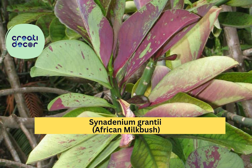 Synadenium Grantii African Milkbush – 4" Rare Succulent Plant, Exotic Euphorbia Houseplant with Variegated Green Leaves