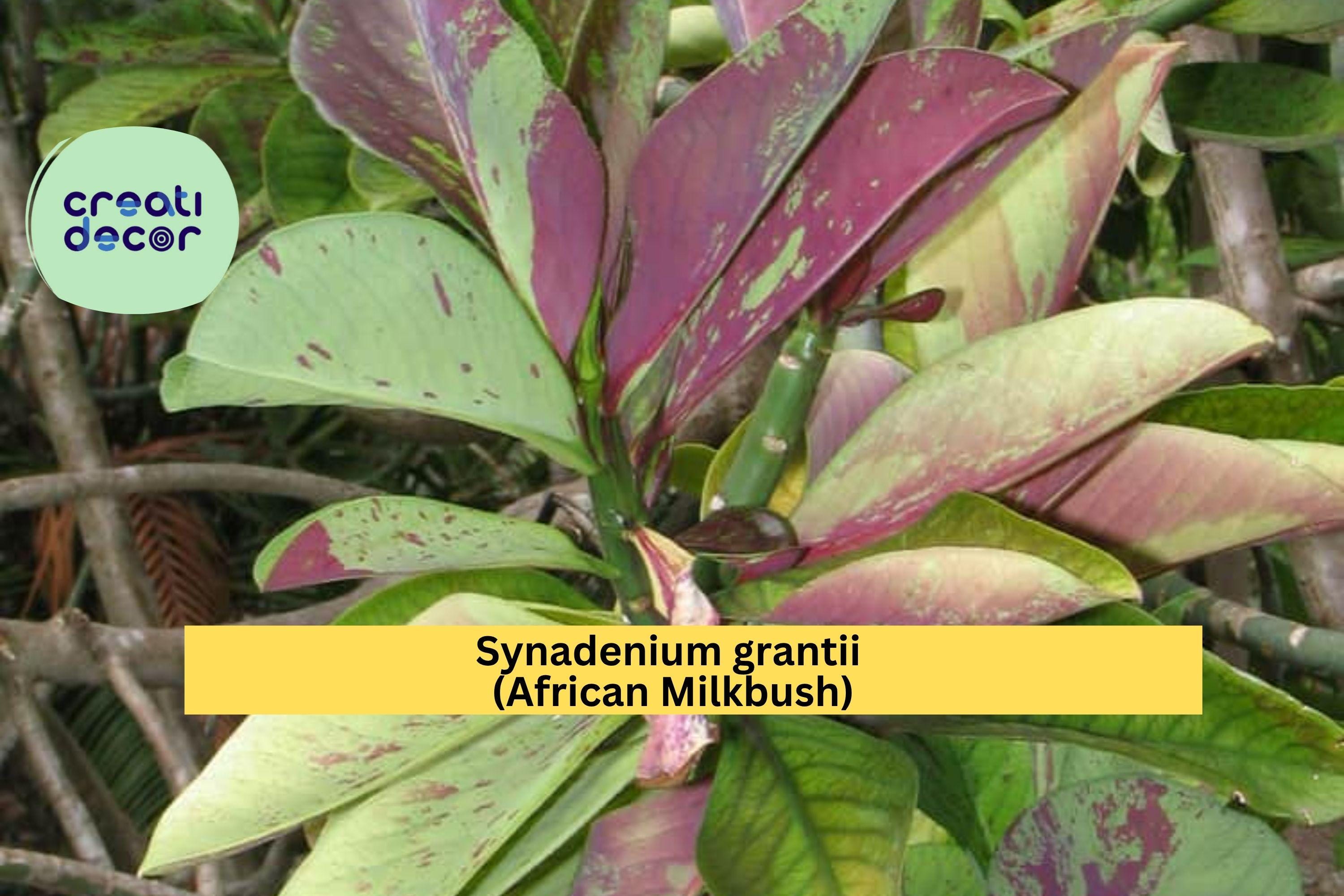 Synadenium Grantii African Milkbush – 4" Rare Succulent Plant, Exotic Euphorbia Houseplant with Variegated Green Leaves
