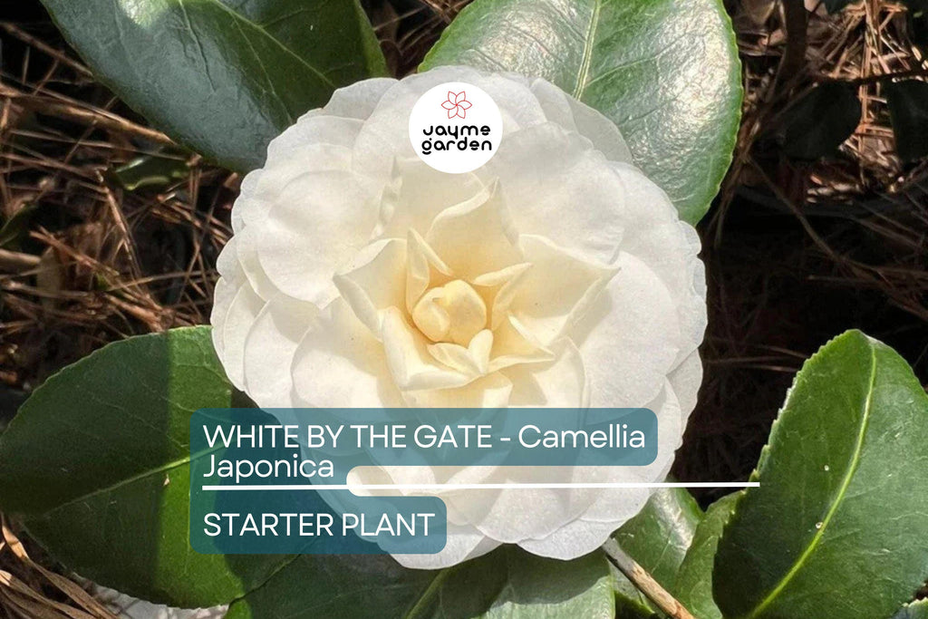 White by the Gate Camellia Japonica Starter Plant | Live Well-Rooted | Unique White & Pink Blooms | Evergreen Shrub for Zones 7-10