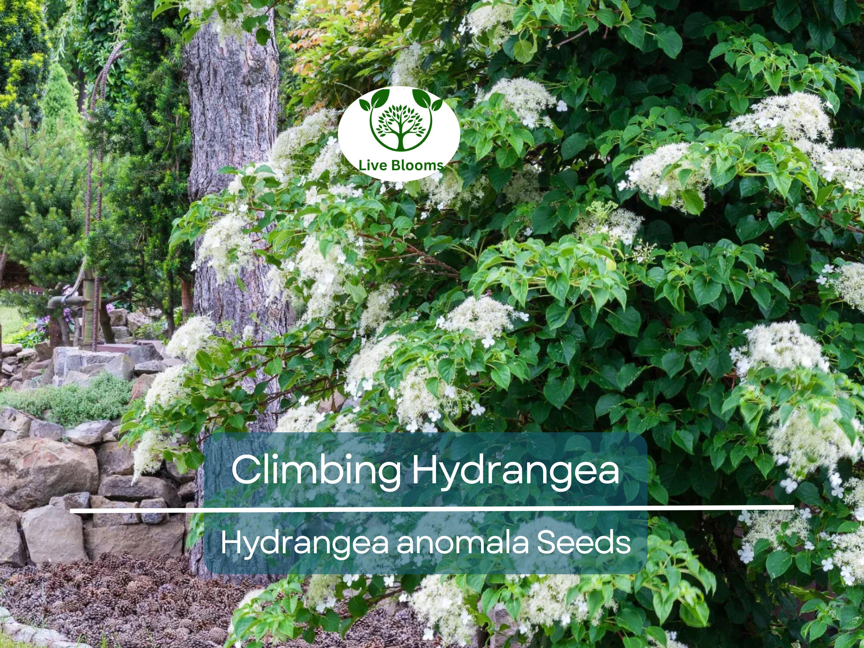 50 Climbing Hydrangea Seeds (Hydrangea anomala), Vining Flower Bush, Creeping Hedge Shrub, Hardy Evergreen for Garden, Fences, & Landscaping