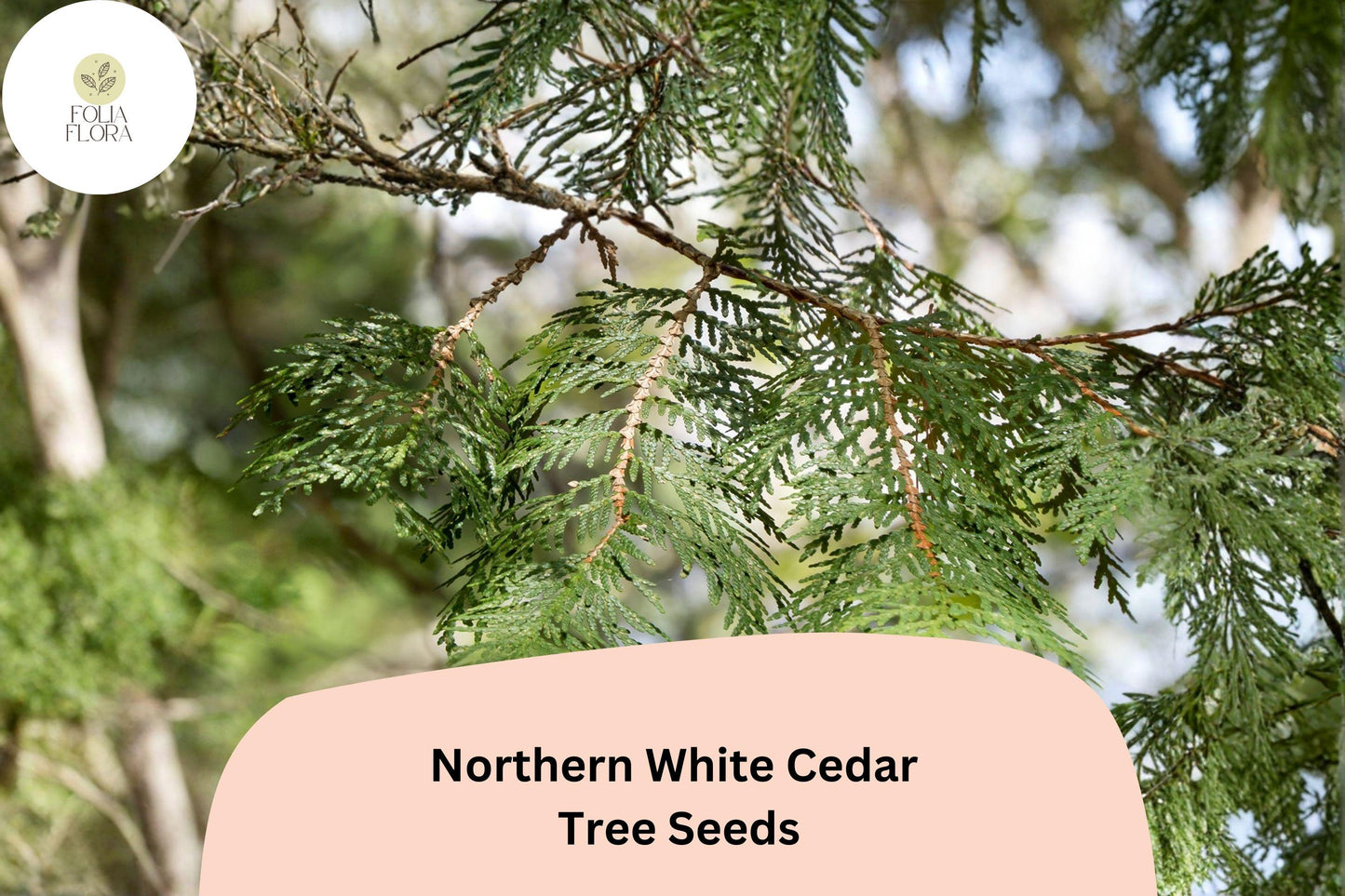 Eastern Arborvitae Seeds 50 | Thuja occidentalis Northern White Cedar Evergreen Tree Seeds