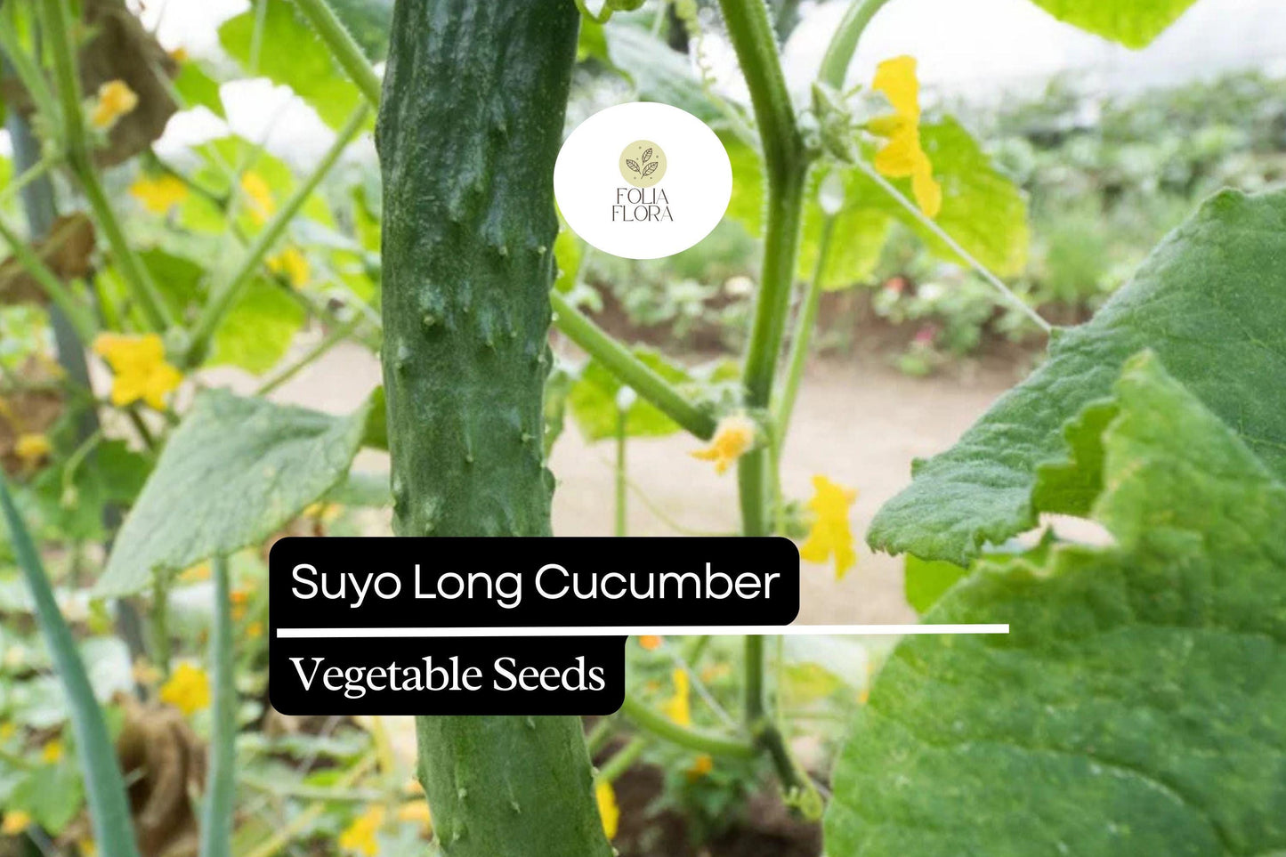 20 Seeds Suyo Long Cucumber - Cucumis sativus | Sweet, Crisp, and Burpless Heirloom Variety