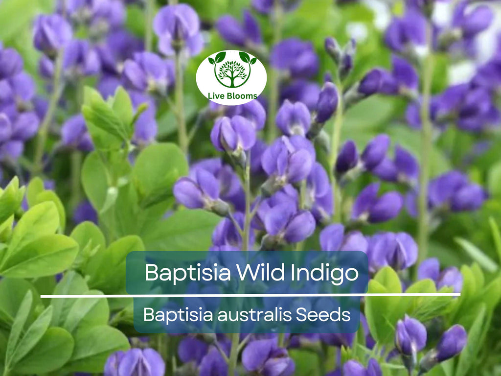 50 Seeds BAPTISIA Wild Indigo, Blue Flowers, Butterfly Host Plant, Perennial, Non-GMO, Native Plant, Perfect for Pollinator Gardens