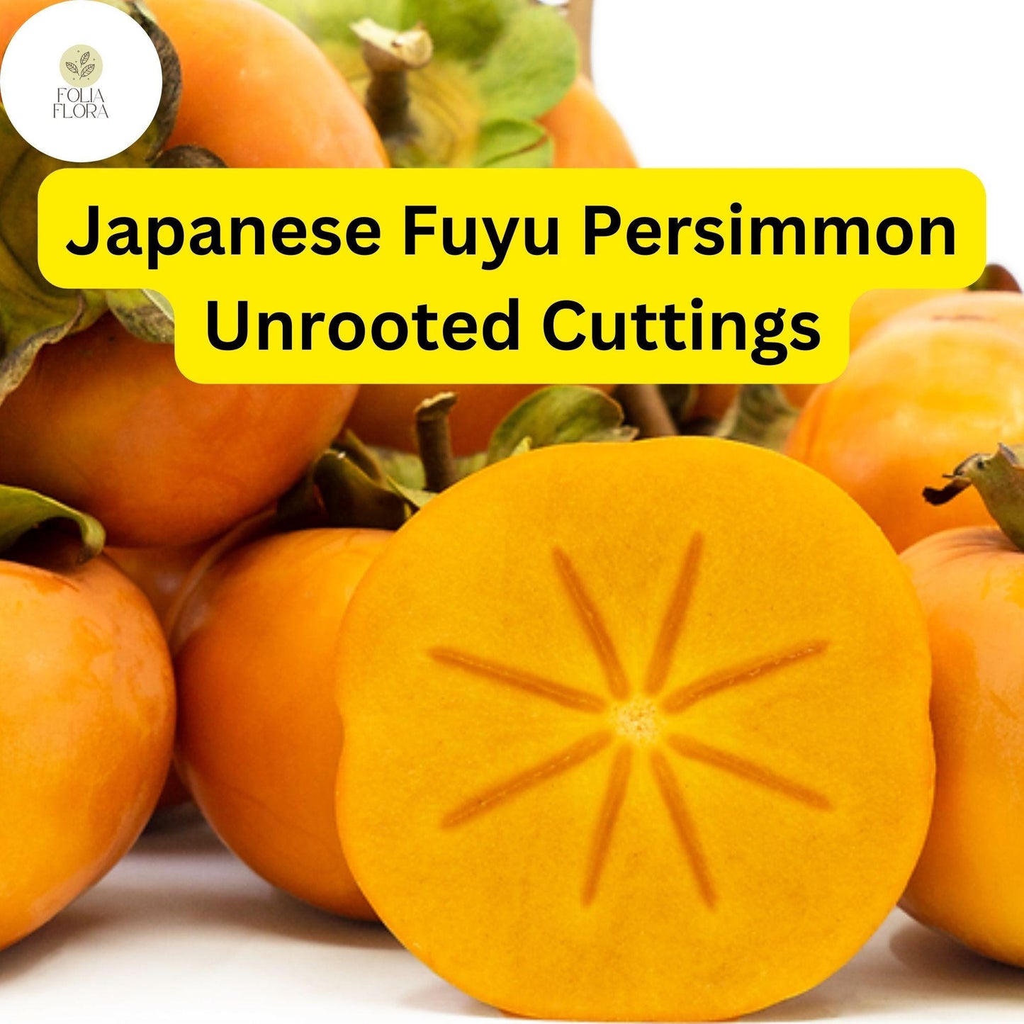 4 Japanese Fuyu Persimmon Unrooted Cuttings, Diospyros kaki, Easy to Grow Sweet Fruit Tree