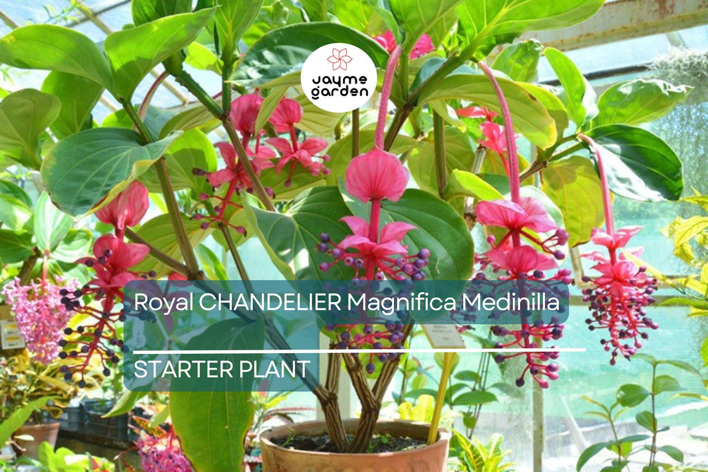 Royal Chandelier Medinilla Malaysian Orchid - Live Starter Plant- Rare, Pink Blooms - Indoor/Outdoor, Well Rooted, Cacti & Succulent