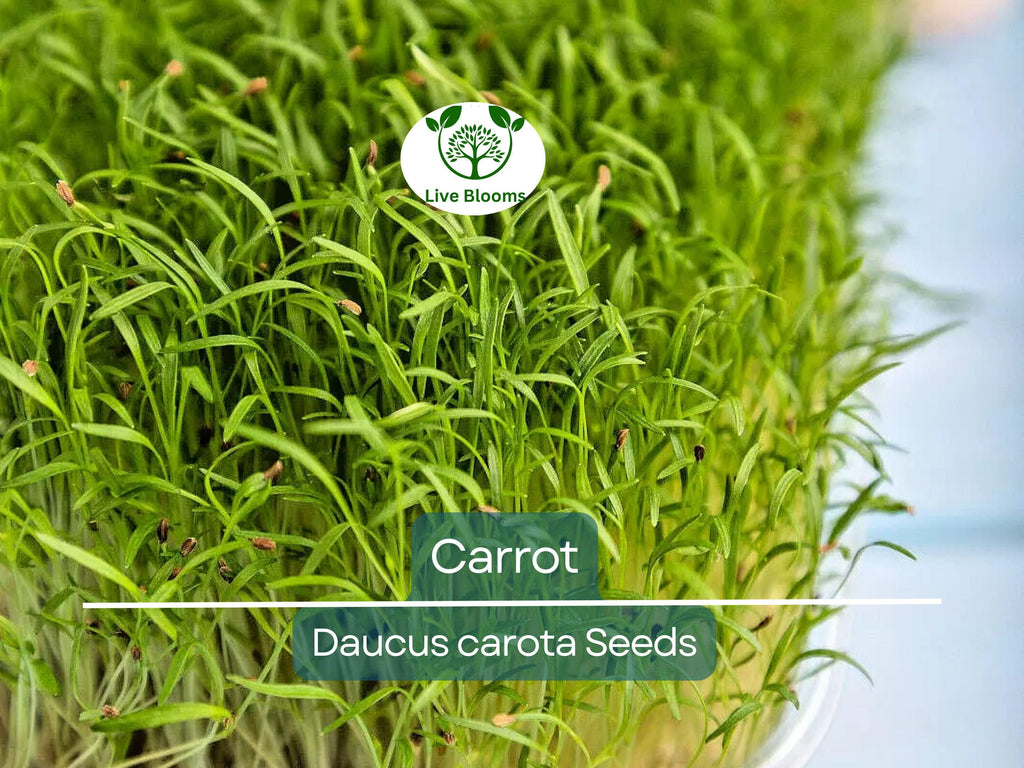 1250 Bulk Carrot Seed | Daucus carota, Microgreens for Sprouting & Planting, Organic Vegetable Seeds, Non-GMO, Fresh Home Garden Supply