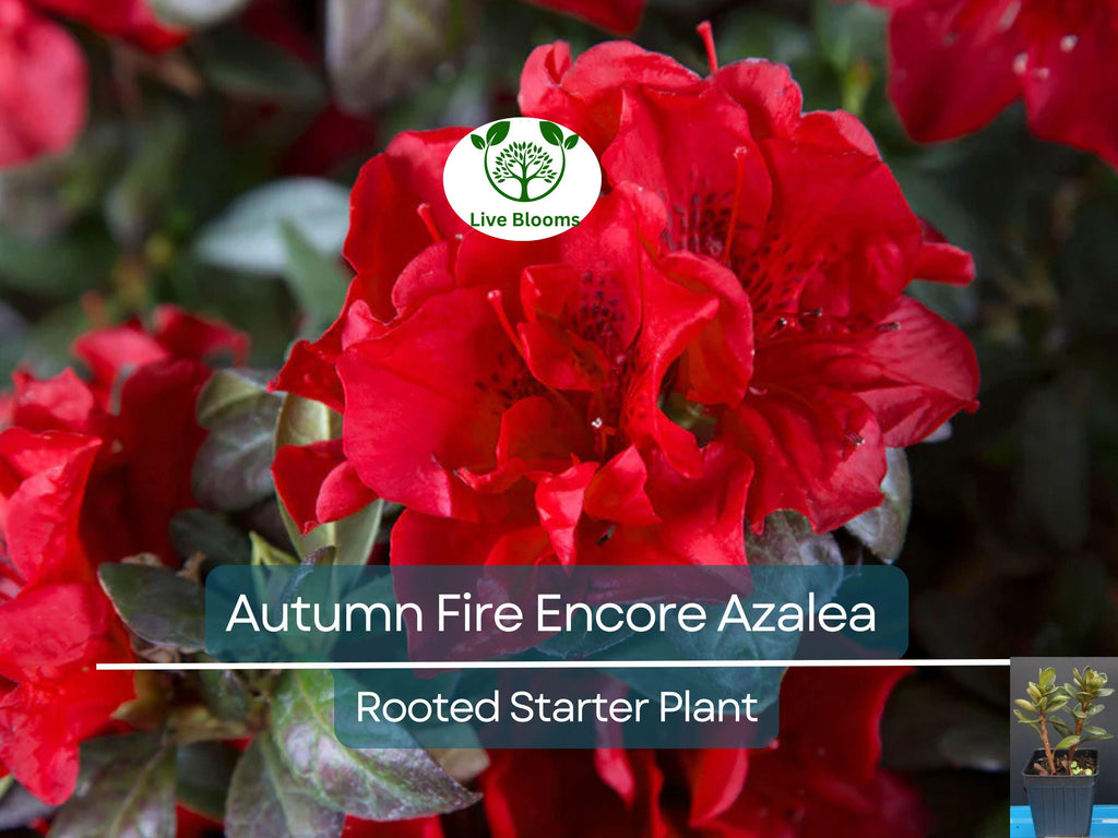 1 Encore Autumn Fire Azalea Plant – Deepest Red, Deciduous, Well-Rooted Starter, 4-10" Tall, Ships in Pot - Beautiful Fall Blooming Azalea