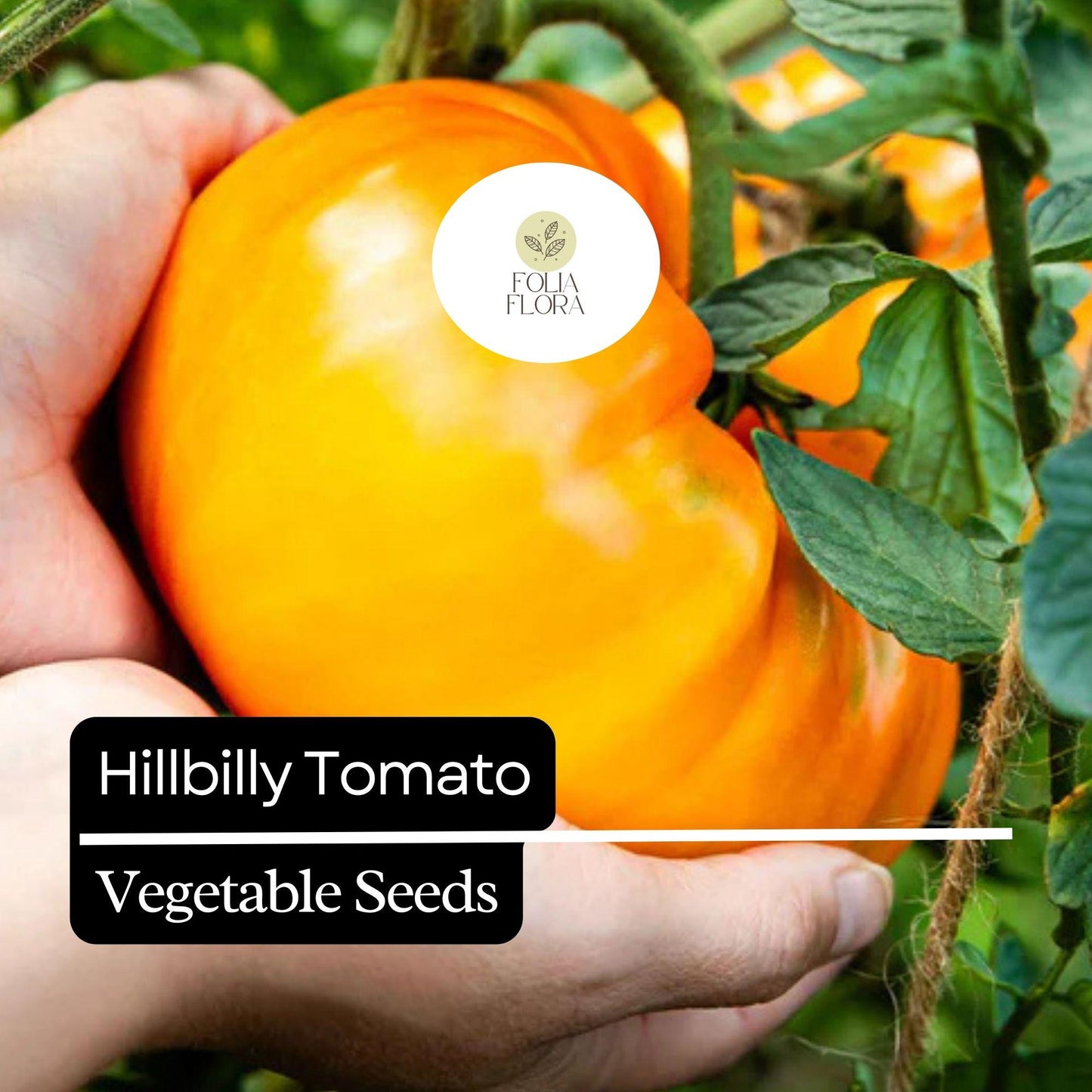 30 Hillbilly Tomato Seeds – Heirloom, Sweet & Juicy Beefsteak, Yellow-Orange with Red Stripes