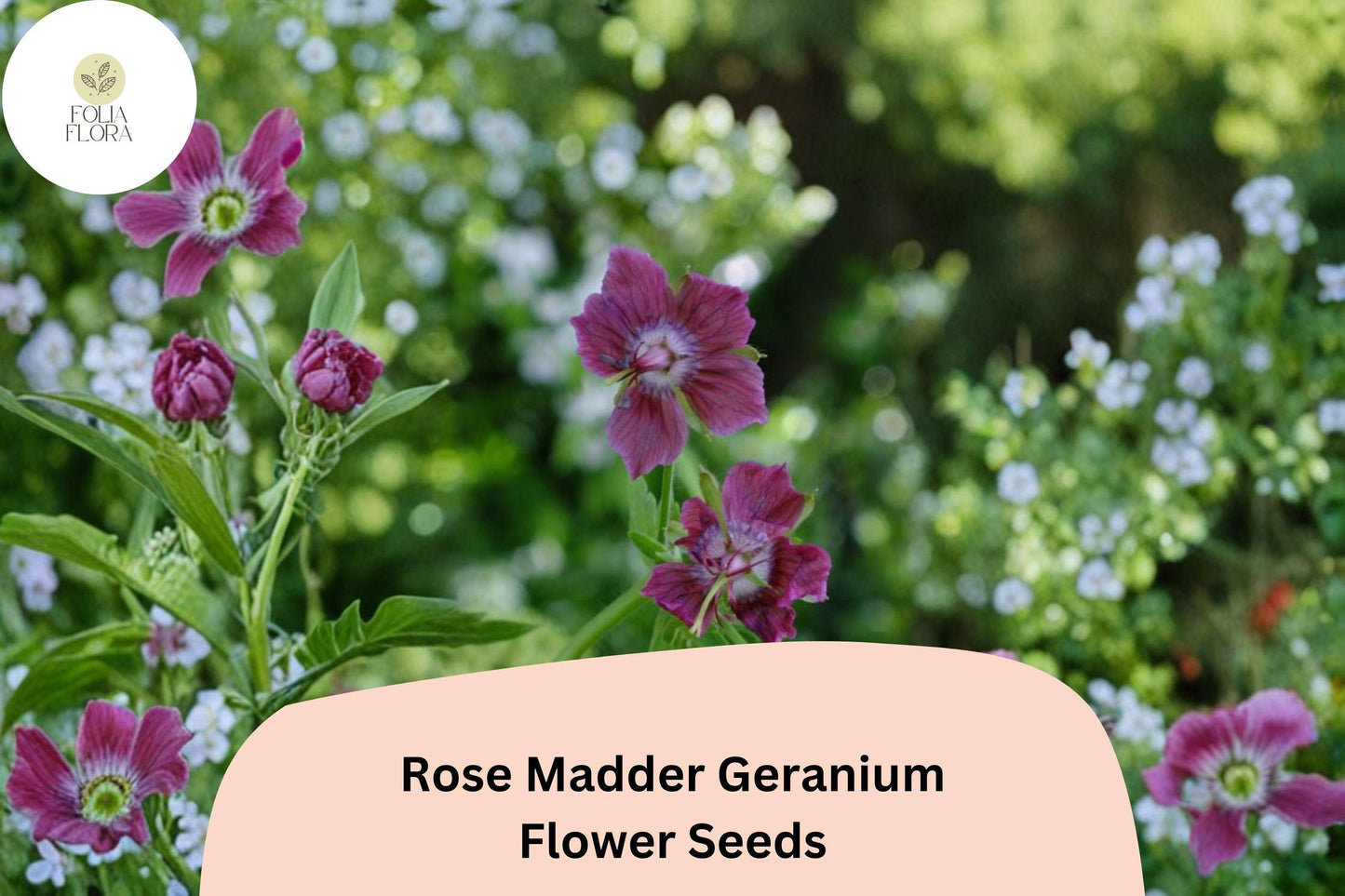 25+ Rose Madder Geranium Seeds | Pink Cranesbill | Geranium sanguineum Rose Madder Seeds for Garden Borders & Containers
