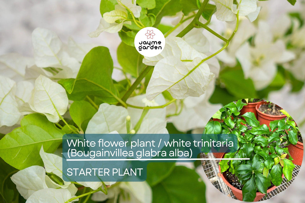 1 White Trinitaria Bougainvillea Live Plant 1’-2’ | Tropical Climbing Flowering Vine | Stunning White Bracts, Low Maintenance
