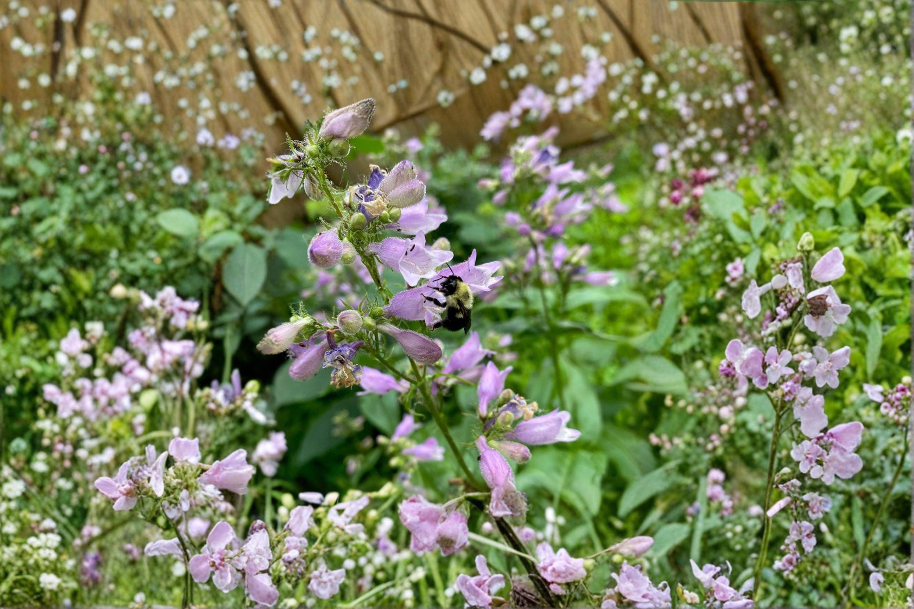 Calico Beardtongue Seeds – Penstemon calycosus | 100 Seeds | Native Wildflower for Pollinator & Prairie Gardens