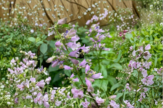 Calico Beardtongue Seeds – Penstemon calycosus | 100 Seeds | Native Wildflower for Pollinator & Prairie Gardens