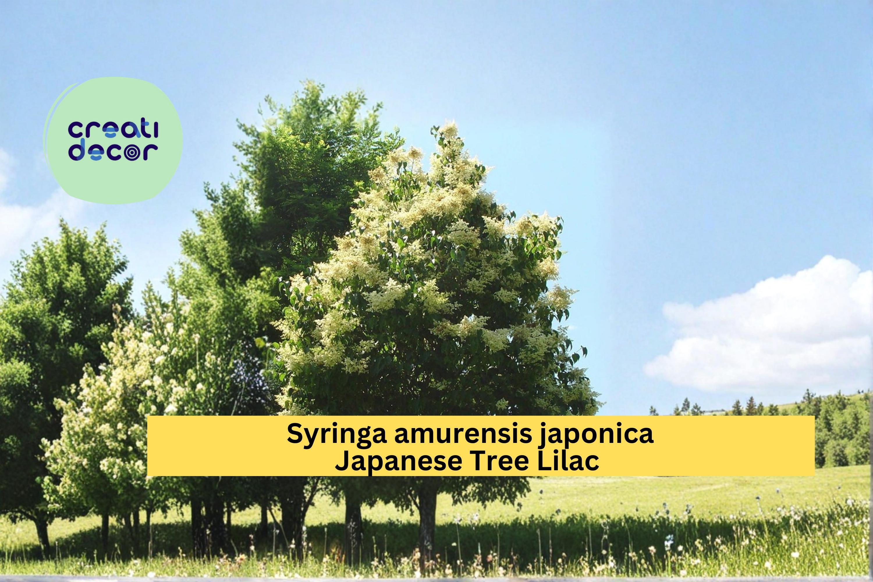 Japanese Tree Lilac Seeds Syringa amurensis japonica 10 Count Hardy Fragrant White Flower Tree Seeds