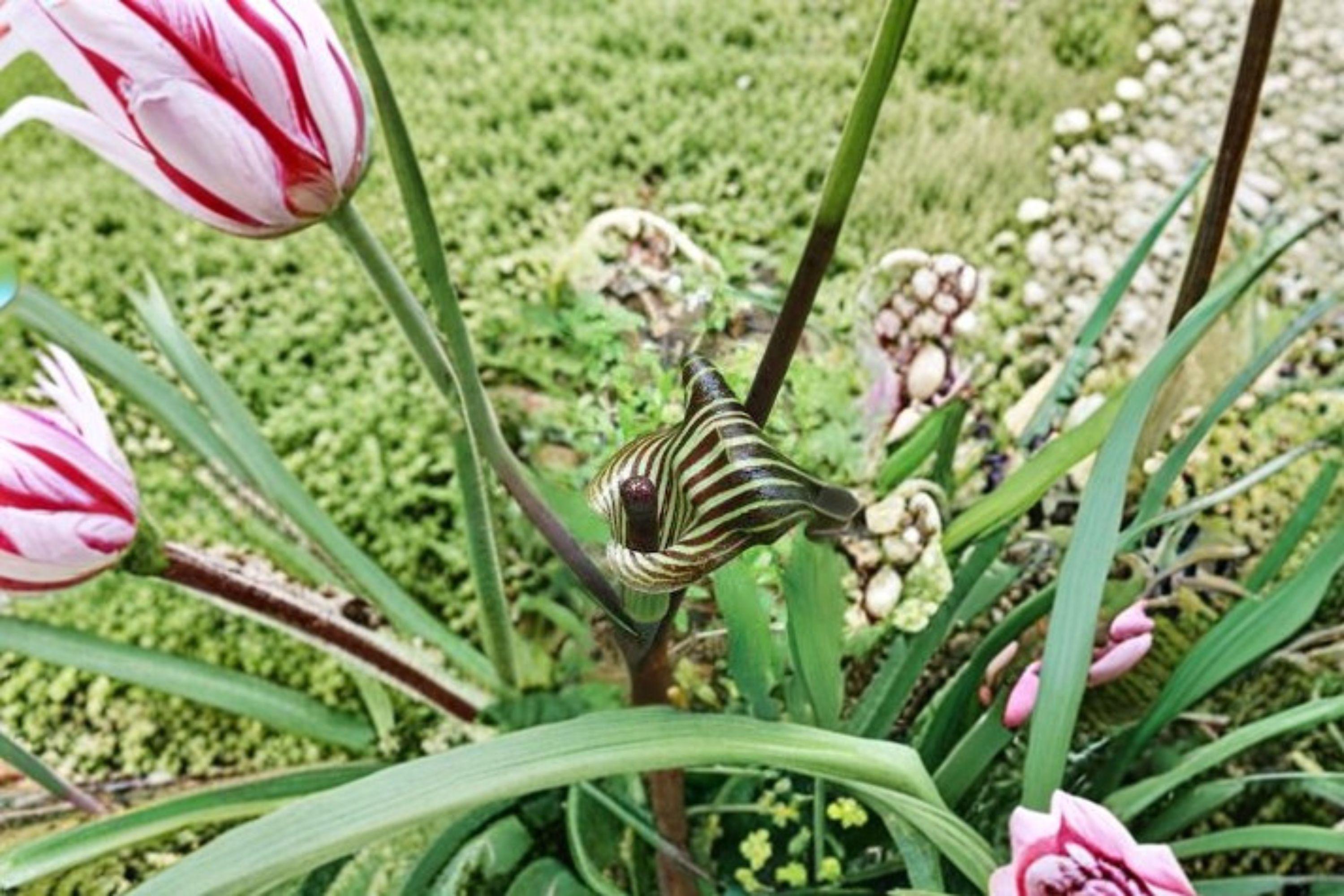 Jack-in-the-Pulpit – Arisaema triphyllum 5 Seeds | Native Woodland Perennial | Unique Spring Flower | Shade Garden Favorite