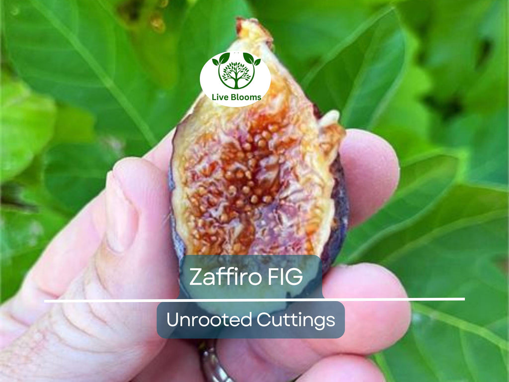 1 Zaffiro Fig Tree 6-8” (Ficus carica) - Premium Fresh Edible Figs, Great for Home Gardens