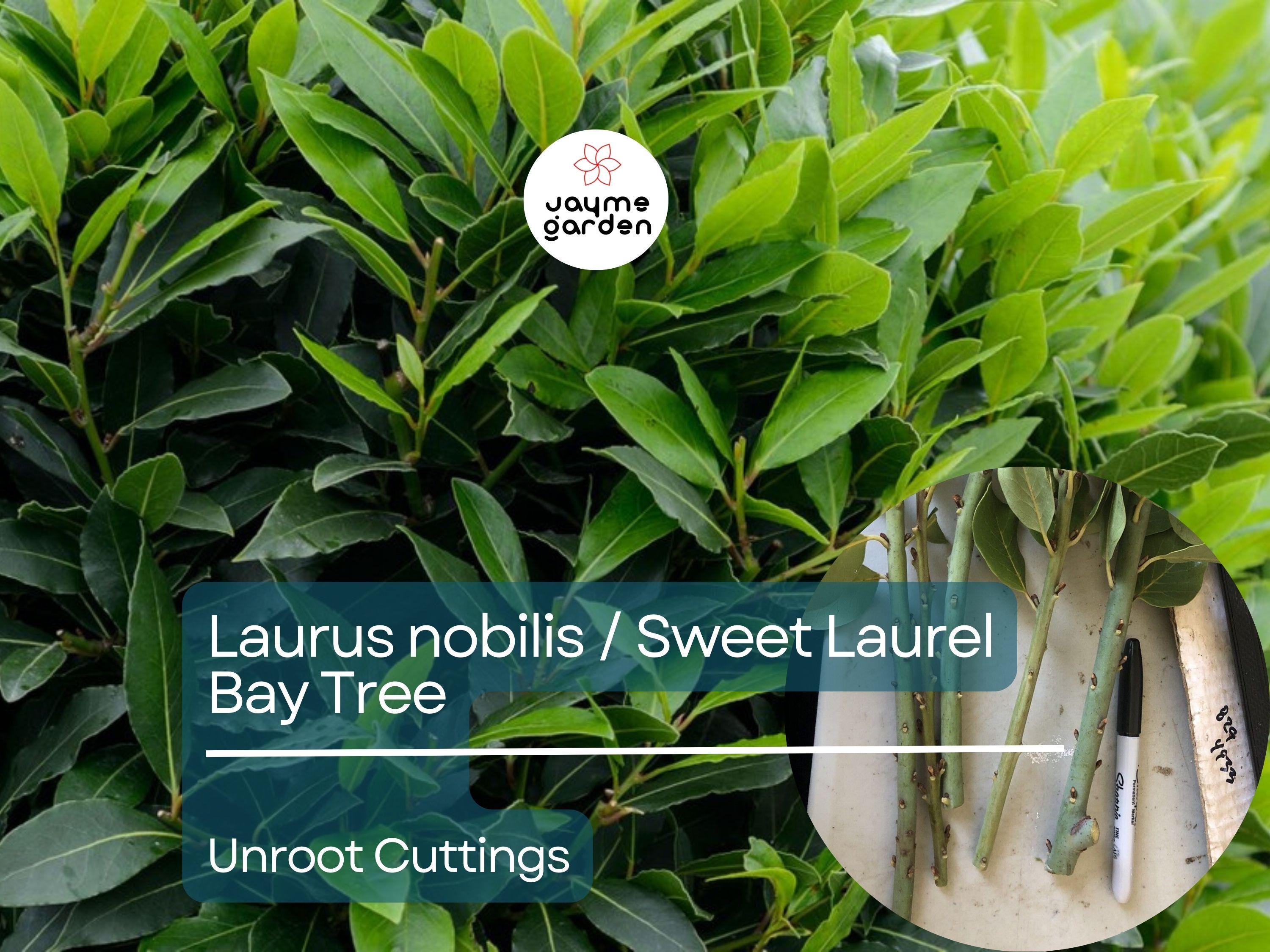 5 Unroot Cuttings (5-inch) Sweet Laurel Bay Tree - Fresh Bay Leaf Herb Plant Cuttings for Garden & Culinary Use - Laurus nobilis