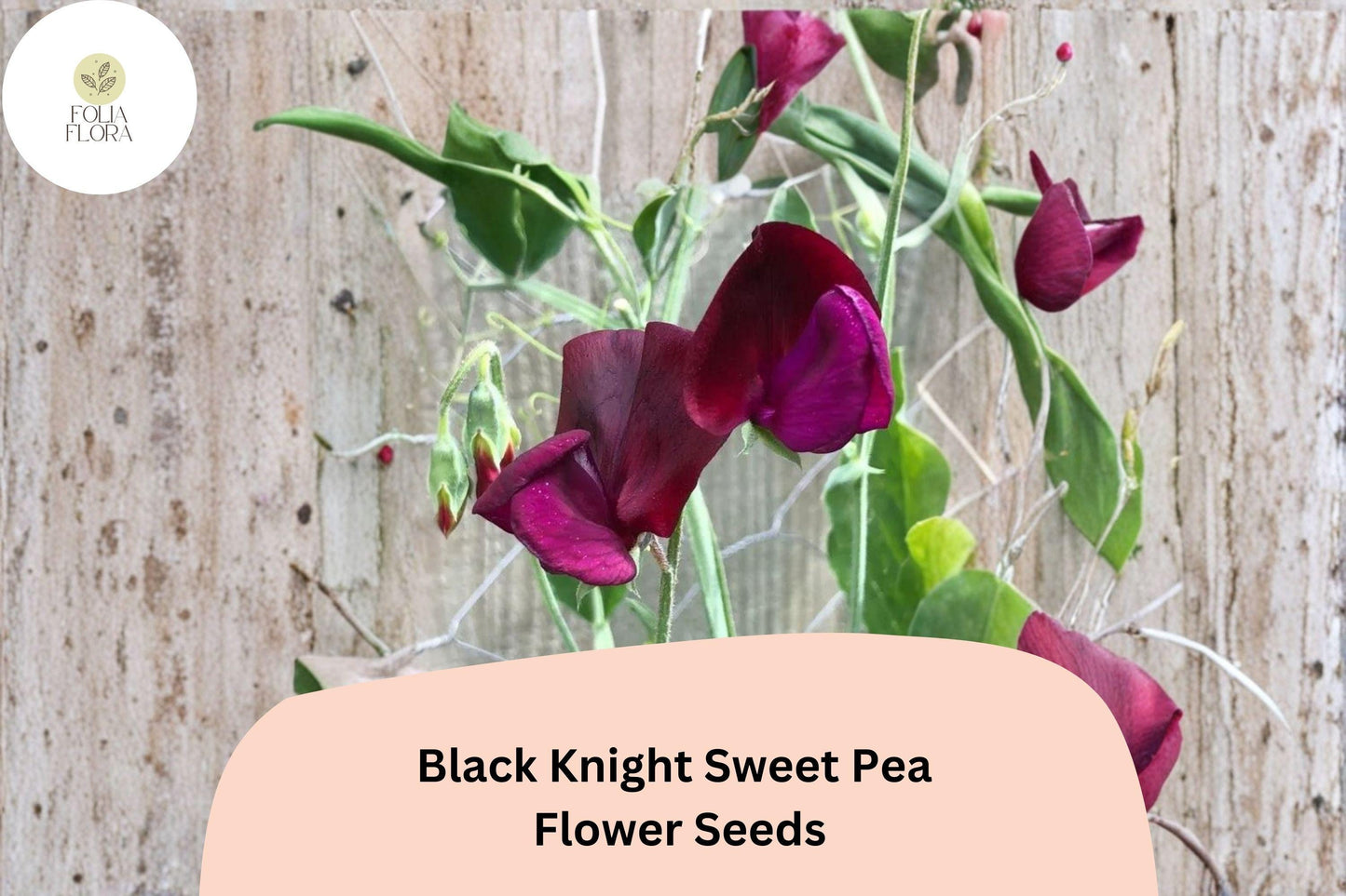 50+ Black Knight Sweet Pea Seeds | Dark Purple Climbing Annual Flower for Trellis, Garden