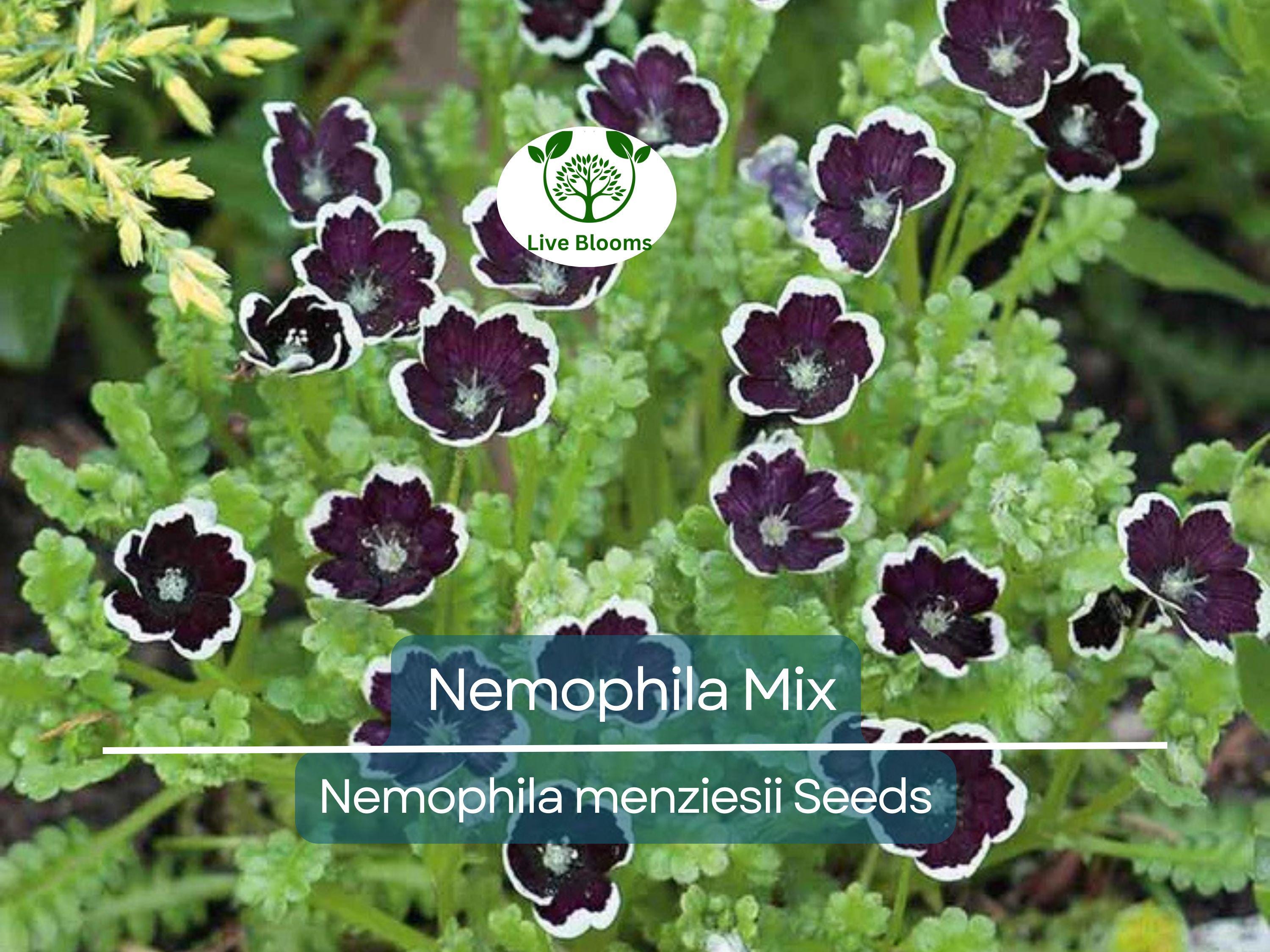 500 Seeds Nemophila Mixed Colors, Non-GMO, Short 4-6" Spring Bloomer, Vibrant Flowers, Easy to Grow, Pollinator-Friendly, Garden, Annual