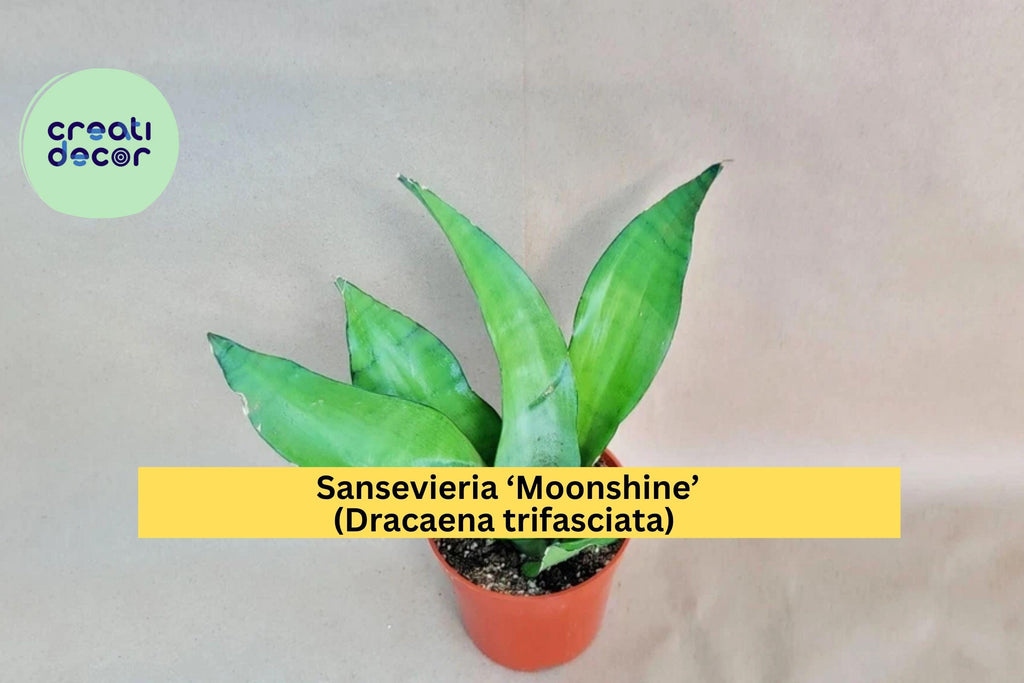 Sansevieria ‘Moonshine’ – Live Snake Plant in 4" Pot, Dracaena trifasciata Variety, Easy-Care Modern Houseplant for Home or Office