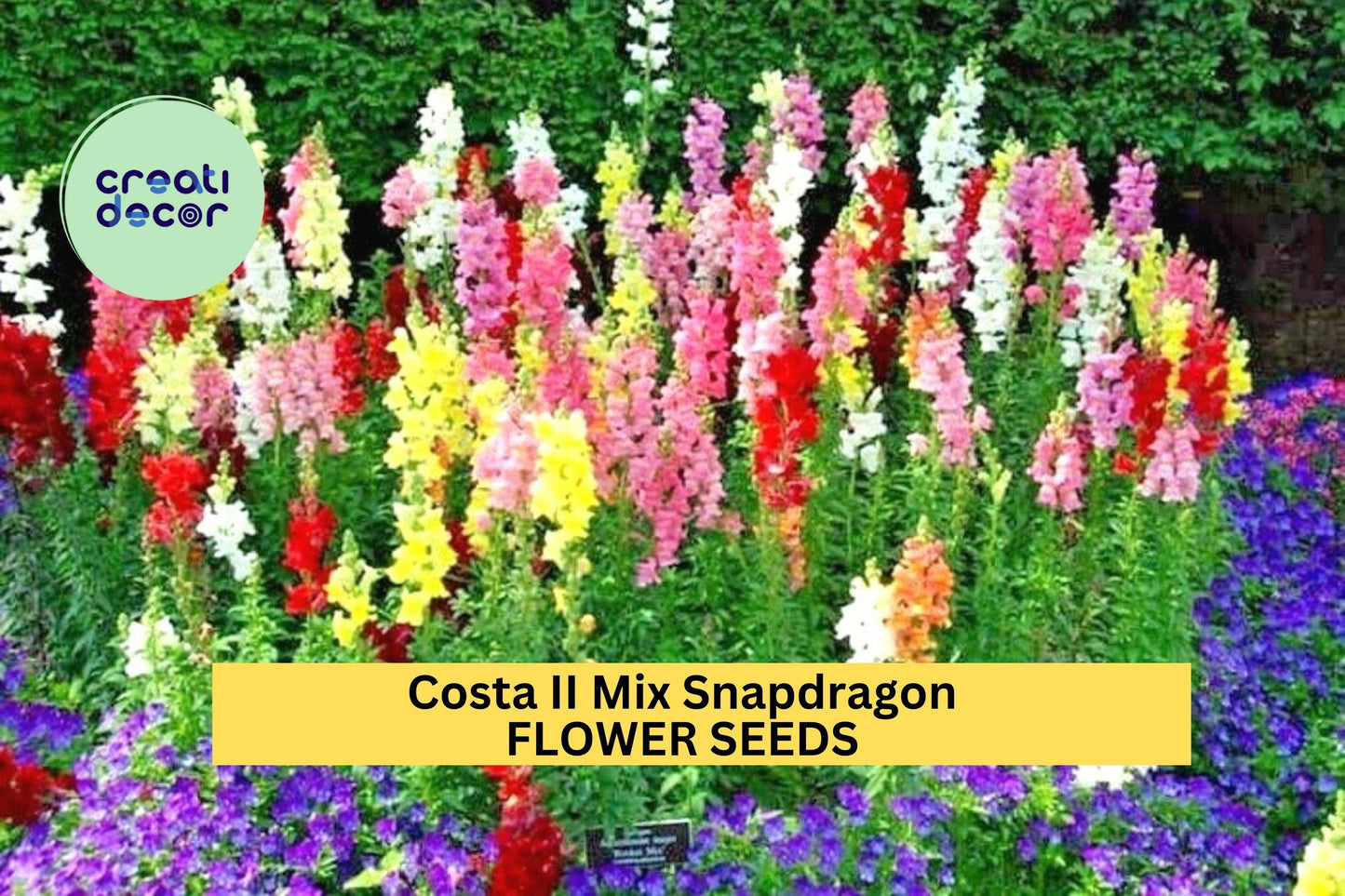 1000+ Costa II Mix Snapdragon Seeds – Tall Colorful Spikes for Garden Planting, Cut Flowers & Pollinator-Friendly Borders – USA