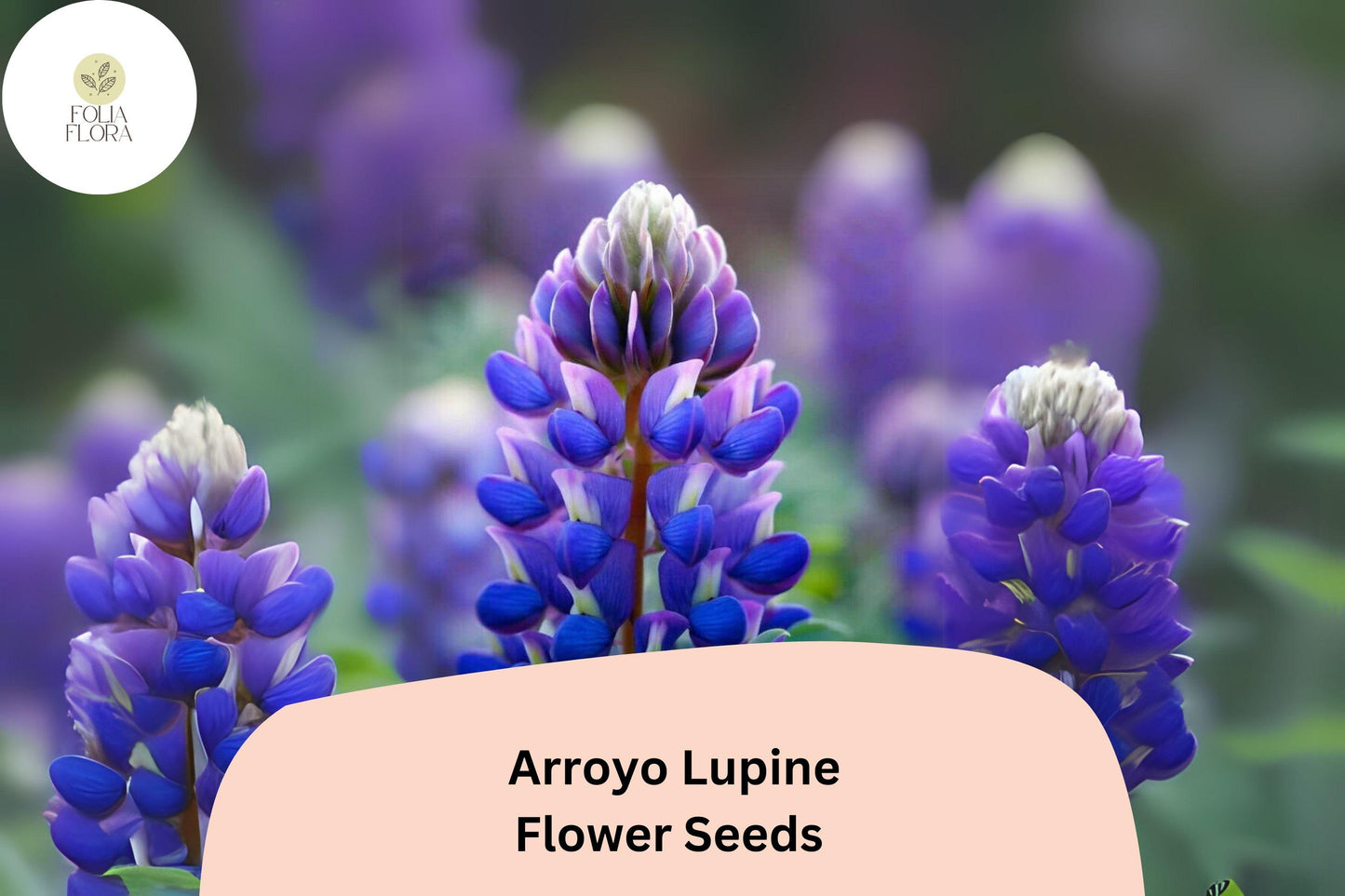 Lupinus succulentus Arroyo Lupine Seeds – 25+ Beautiful Blue-Purple Wildflowers for Gardens & Pollinators