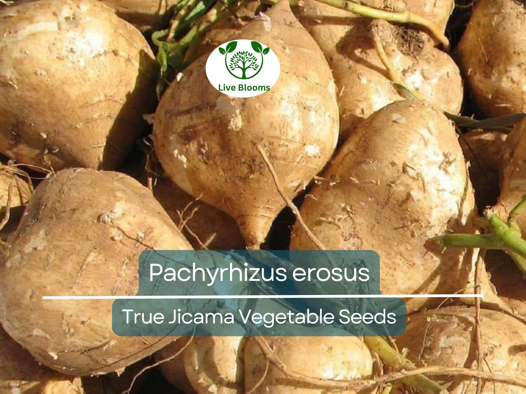 5 Seeds True Jicama – Pachyrhizus erosus | Heirloom Root Vegetable Seeds for Planting, Gardening & Fresh, Nutritious Harvests