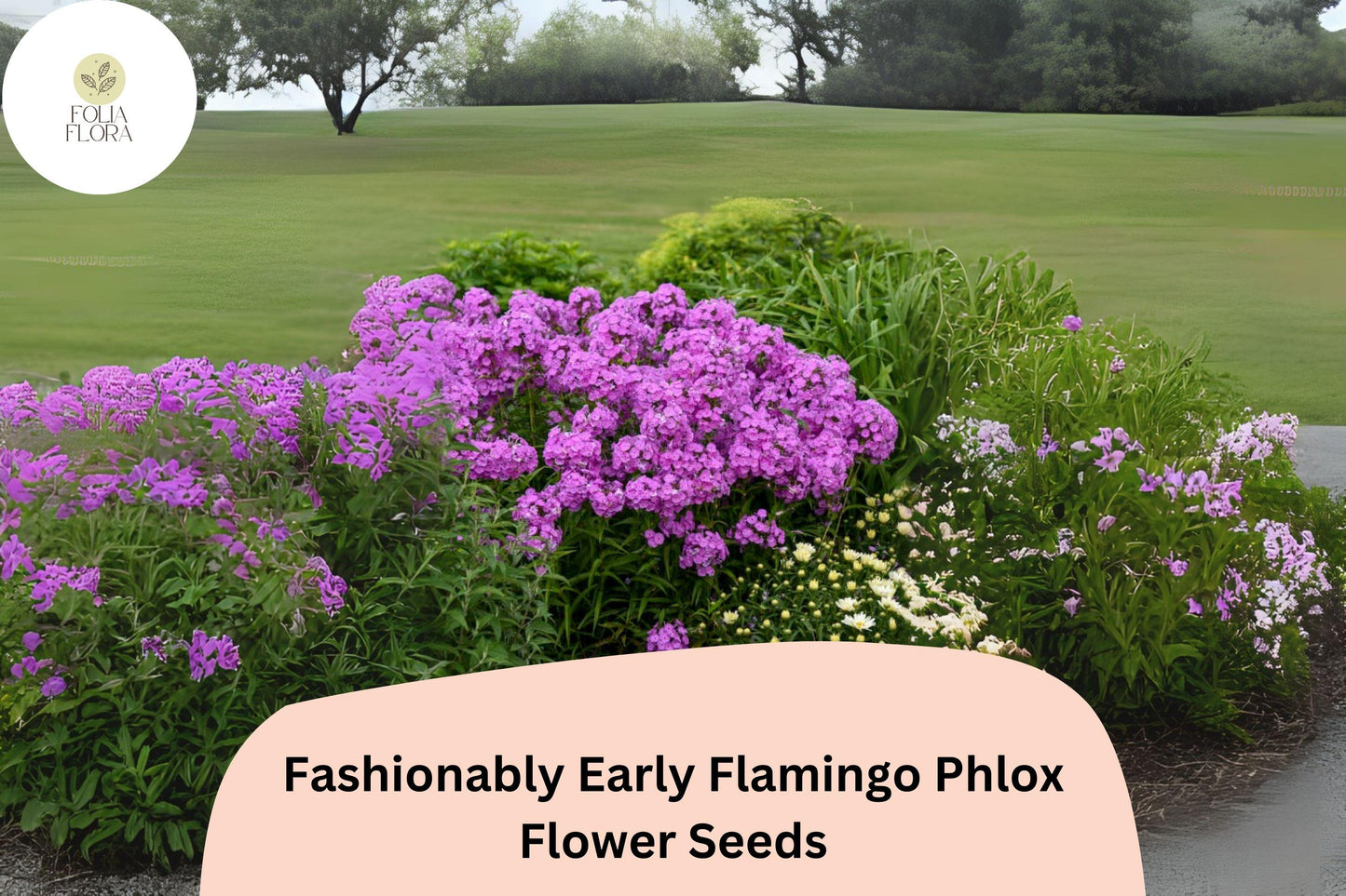 100+ Fashionably Early Flamingo Phlox Seeds – Purple Garden Flowers, Phlox Hybrid
