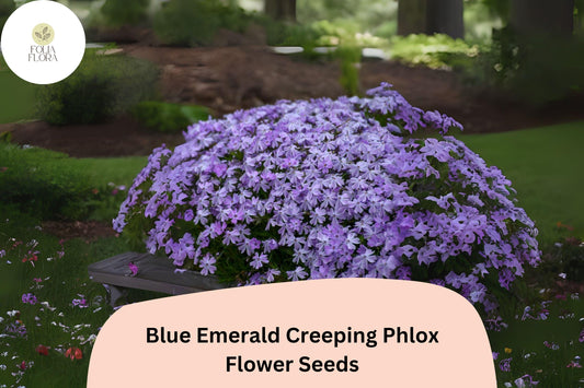 100+ Blue Emerald Creeping Phlox Seeds for Garden Planting | Phlox subulata | Ground Cover Perennial | Blue Flower Seeds
