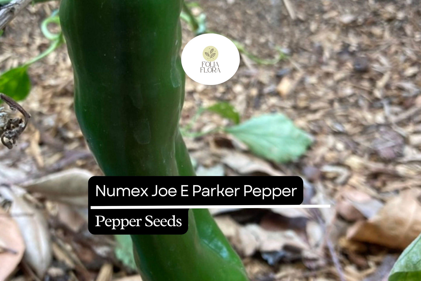 25 NuMex Joe E. Parker Pepper Seeds – Capsicum annuum – Mild Hatch-Style Chile, Non-GMO, Heirloom Pepper, 5,000–6,000 Scoville