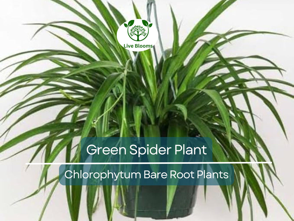 1 Spider Plant – Green Chlorophytum comosum Pup – Live Bare Root Starter – Easy-Care Air-Purifying Houseplant