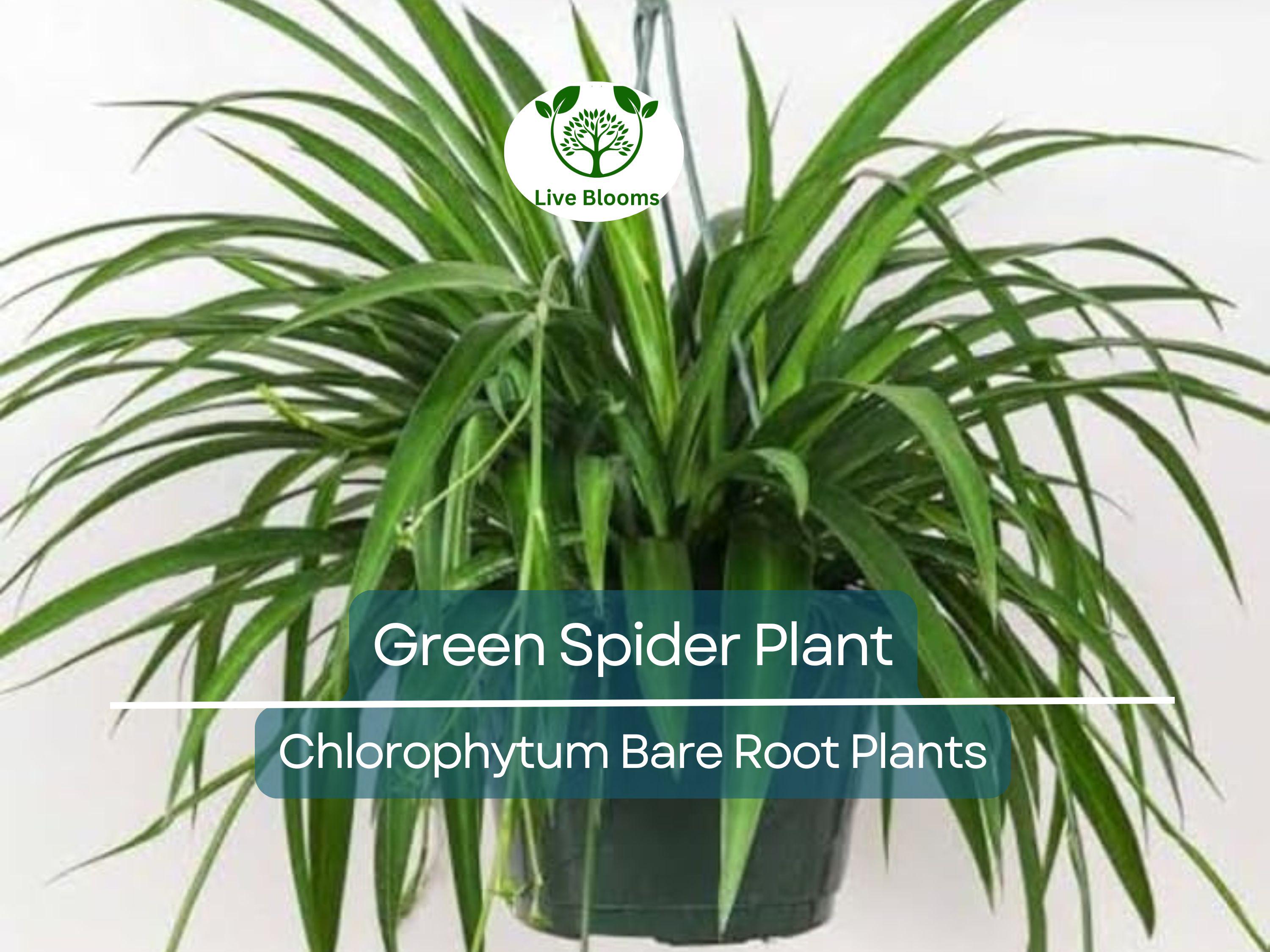 1 Spider Plant – Green Chlorophytum comosum Pup – Live Bare Root Starter – Easy-Care Air-Purifying Houseplant