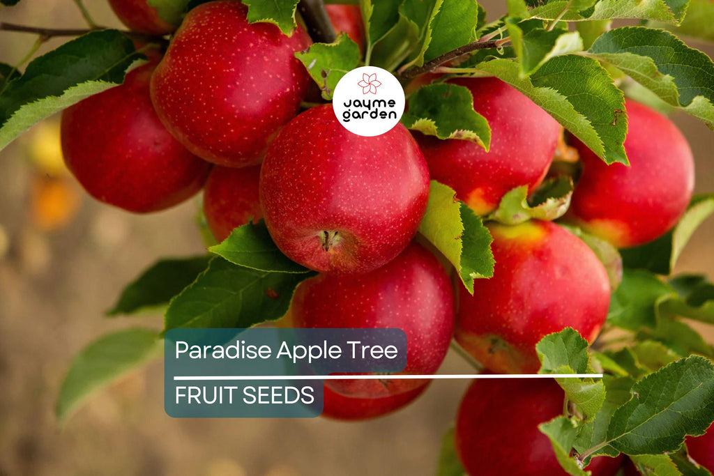 20 Paradise Apple Tree Seeds (Malus pumila) "Red Delicious" – Hardy 15-20 Ft Tall, Fruit & Flower Plant, Cold Tolerant