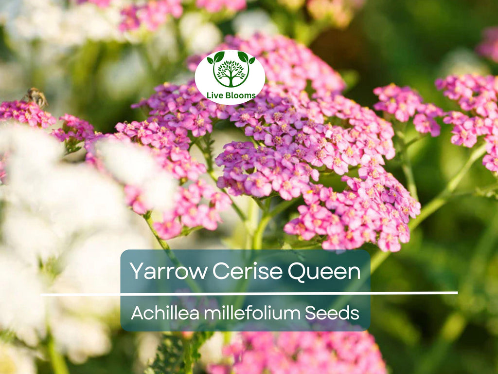 500 Seeds Yarrow Cerise Queen, Perennial 36" Cut Flowers, Pollinator Friendly, Non-GMO, Achillea millefolium, Vibrant Pink Blooms