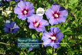 Rose of Sharon Seedlings | Flowering Hibiscus Bush Starter Plant | Easy-to-Grow Outdoor Shrub with Stunning Blooms