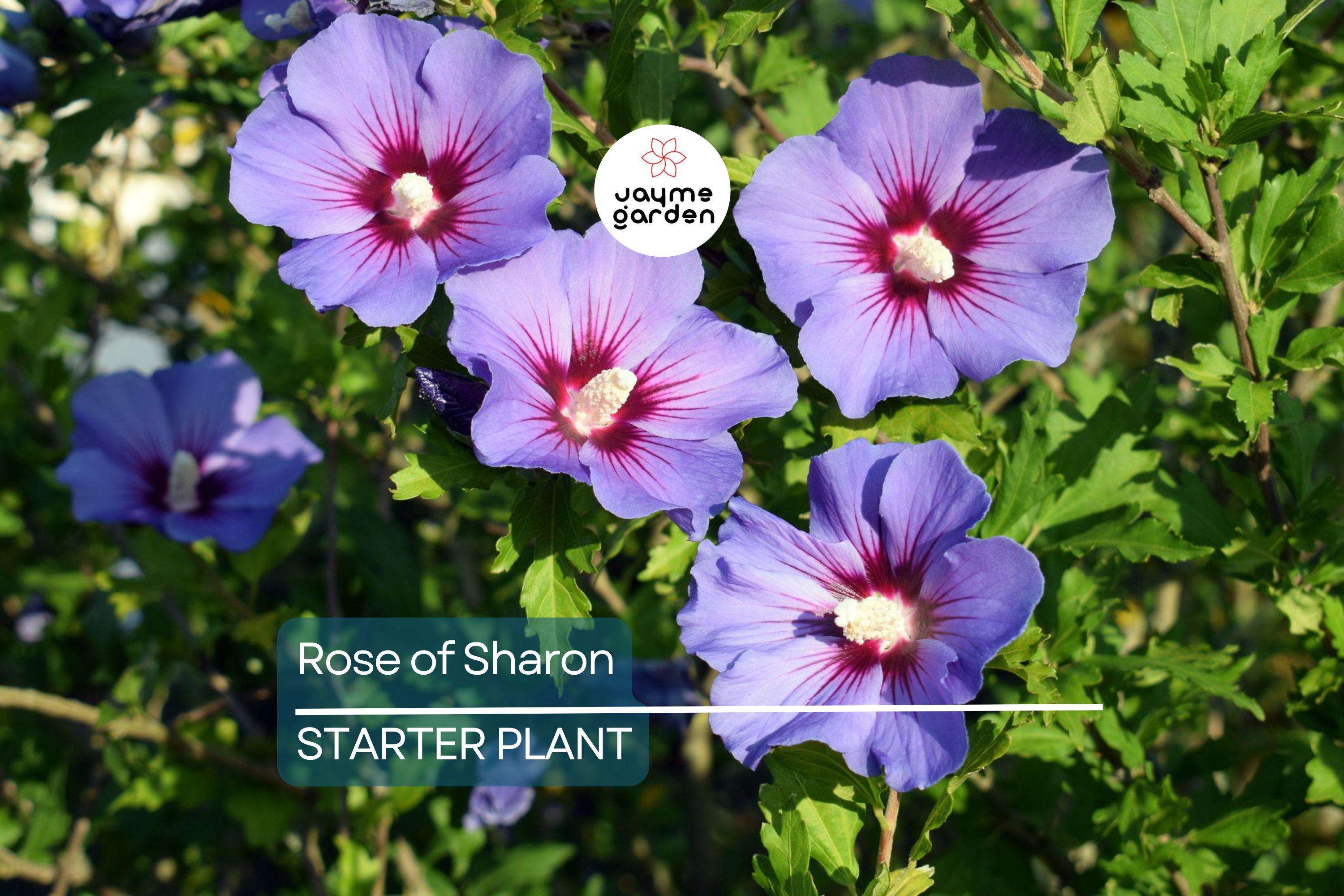 Rose of Sharon Seedlings | Flowering Hibiscus Bush Starter Plant | Easy-to-Grow Outdoor Shrub with Stunning Blooms