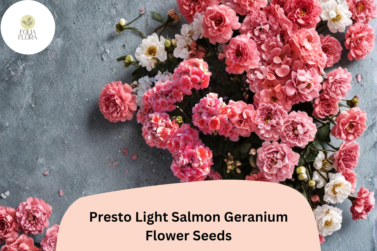 25+ Presto Light Salmon Geranium Seeds | Compact Zonal Geranium | Soft Salmon Blooms for Pots & Garden Beds