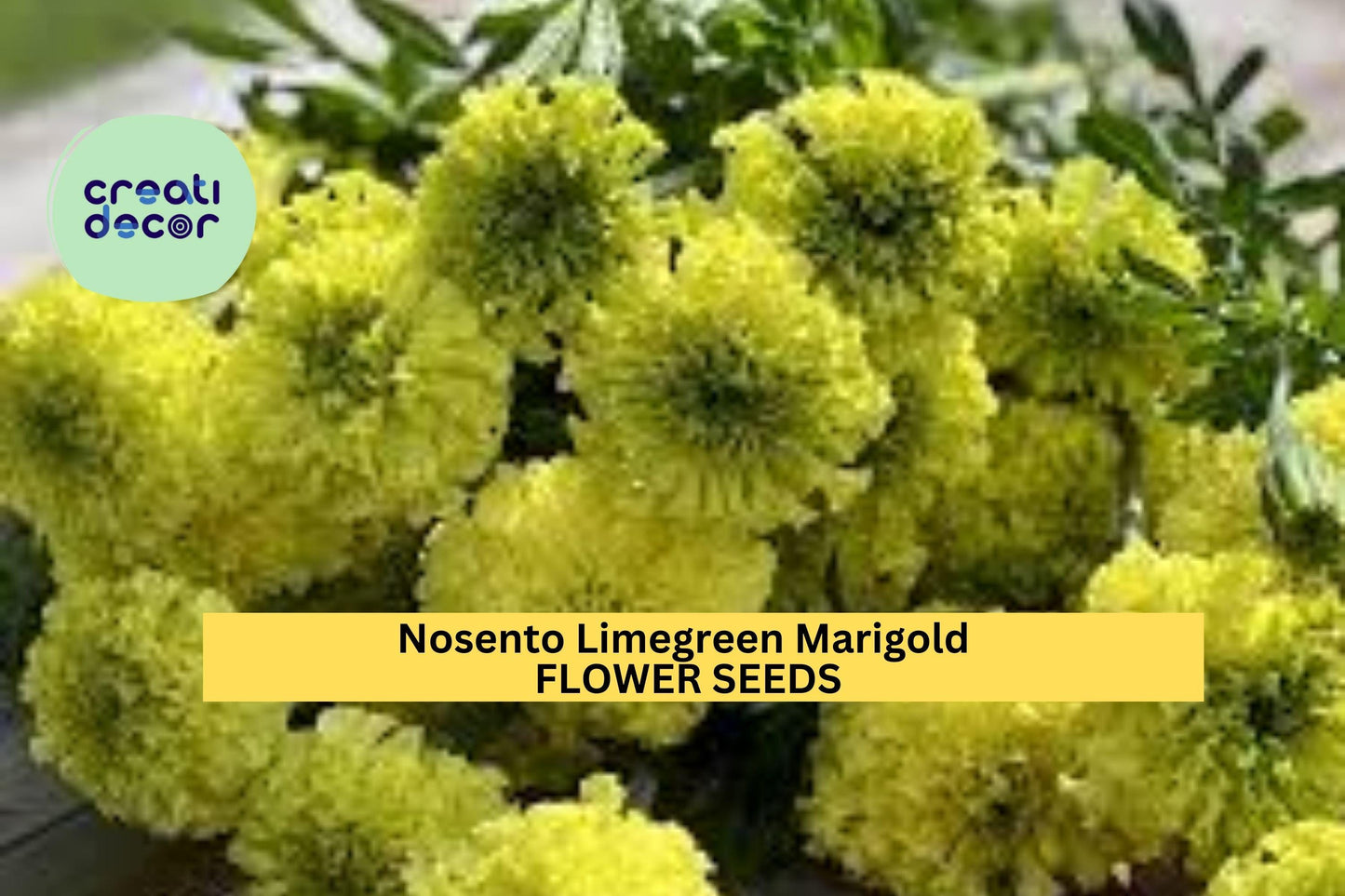 25+ Nosento Limegreen Marigold Seeds – Unique Pale Green Double Blooms for Garden Planting, Long-Lasting Summer Color – USA