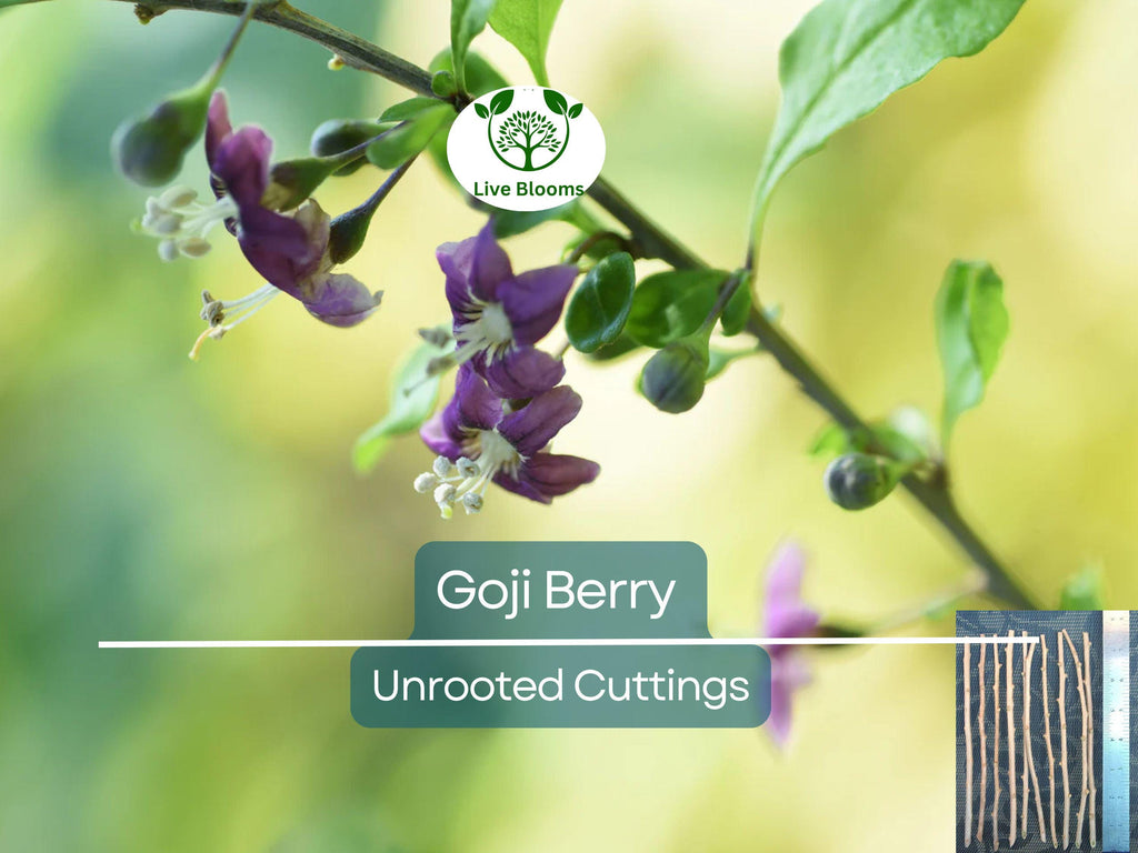 10 Goji Berry Fresh Unrooted Cuttings 7.5" Long - Lycium Barbarum - Superfood Plant for Propagation, Health & Home Garden