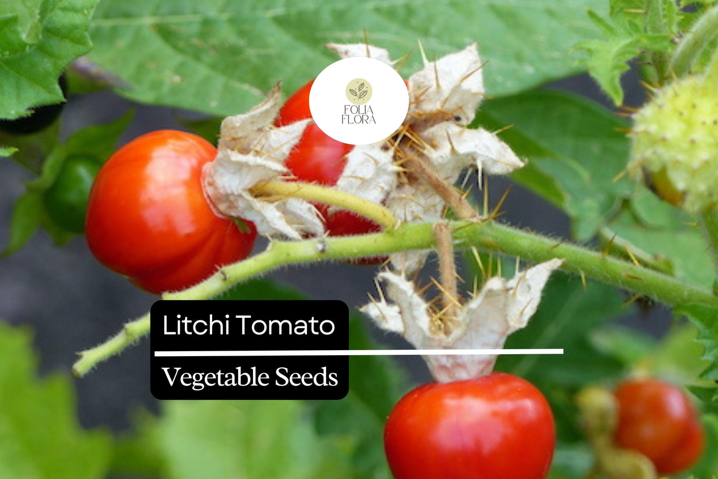 Litchi Tomato Seeds (Solanum sisymbriifolium) | 50 Seeds | Rare Heirloom Fruit with Spiny Foliage