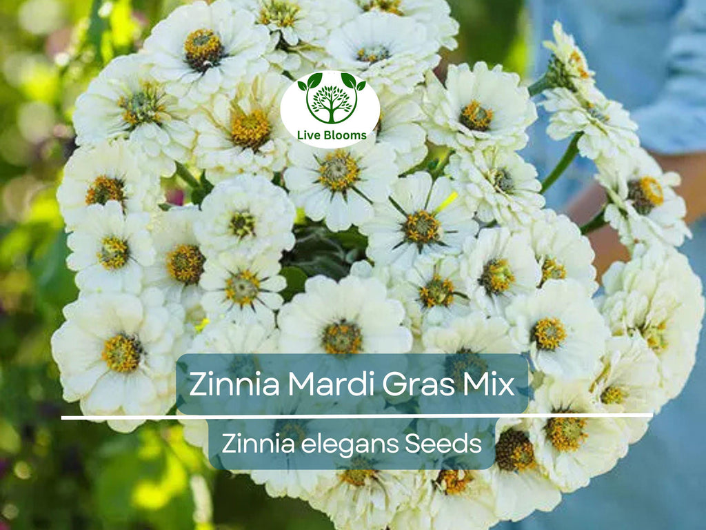 200 Zinnia Mardi Gras Mix Seeds - Vibrant Flowers for Pollinators & Butterflies | Zinnia elegans, Non-GMO, Easy Annual Blooms