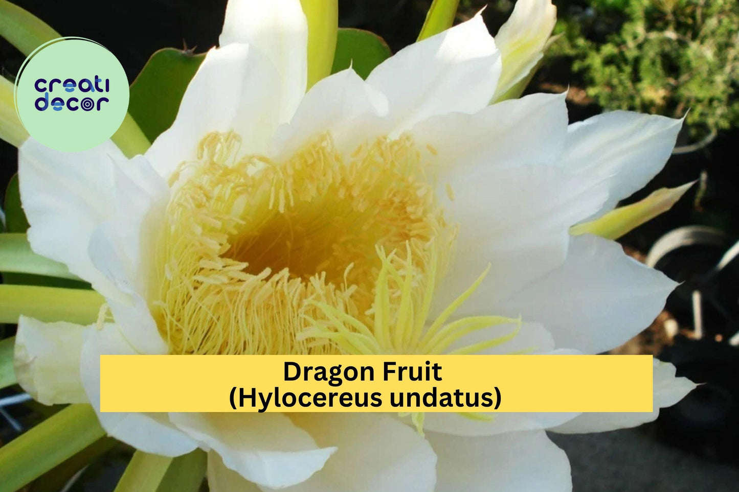 Dragon Fruit Plant – Hylocereus undatus – Live 4" Potted White Pulp Pitaya Cactus, Fast-Growing Tropical Fruit Plant